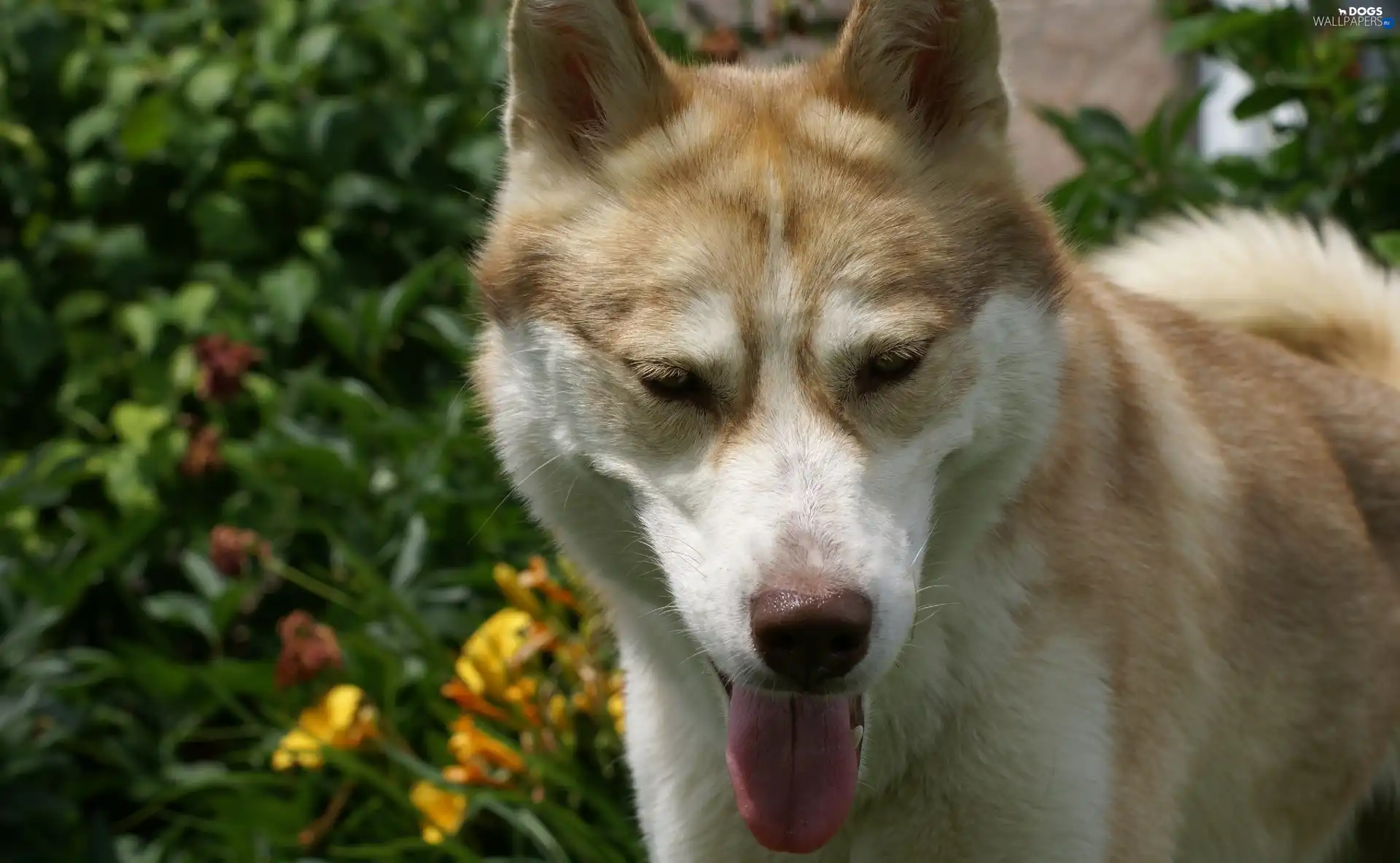 Tounge, Husky