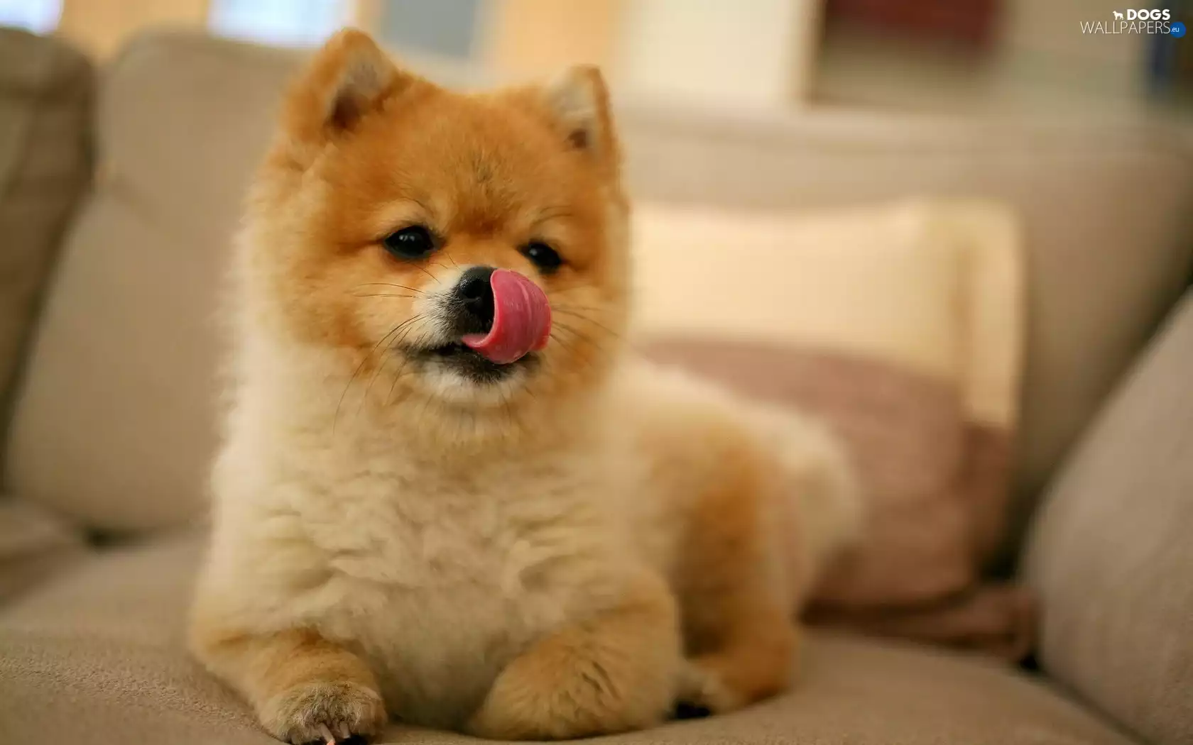 Tounge, Akita, Inu