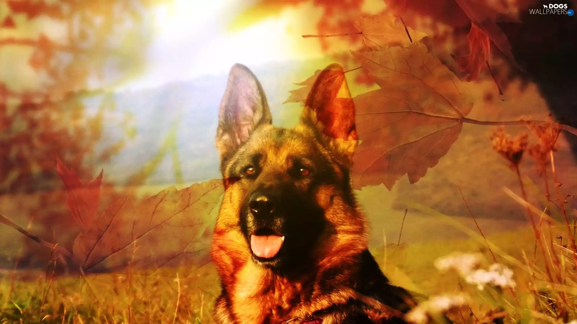 Leaf, sheep-dog, Tounge