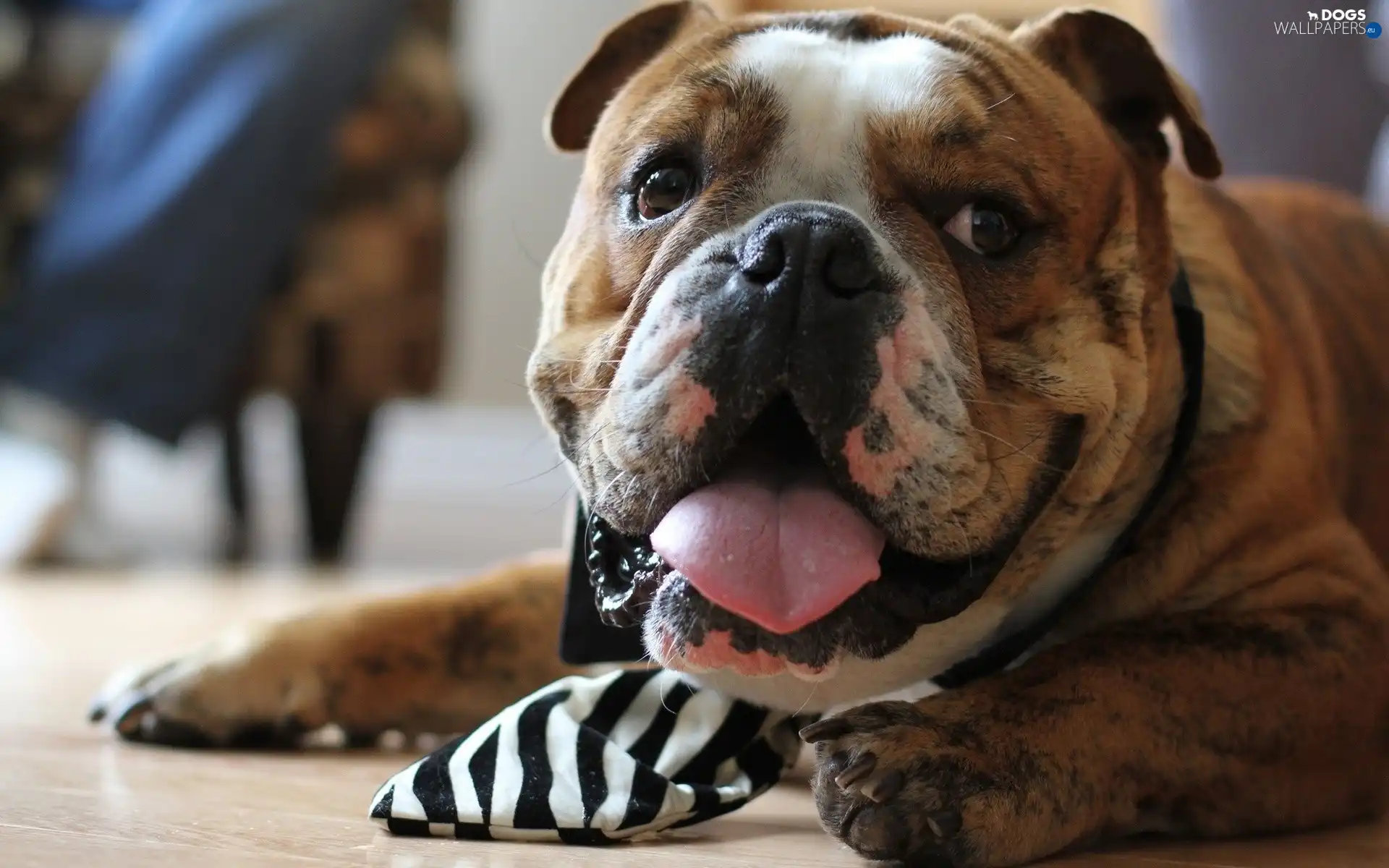 leaning, Tounge, Buldog