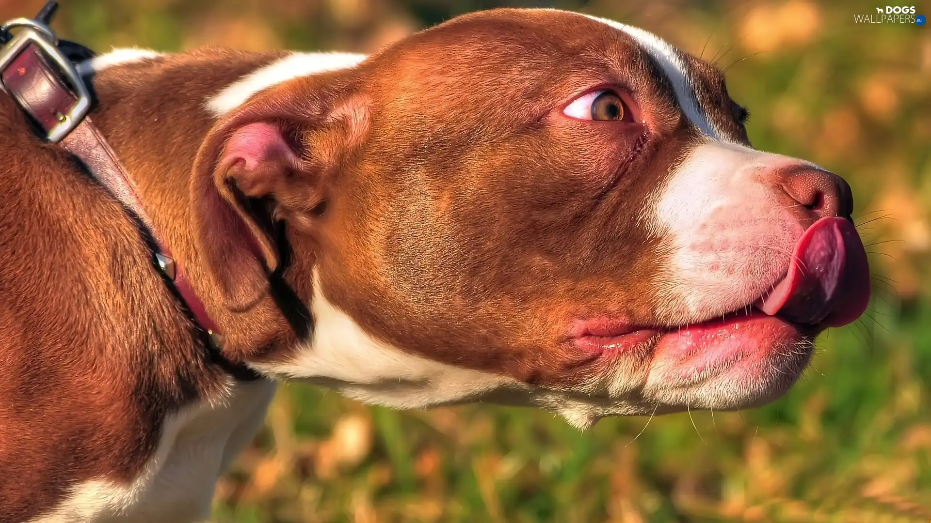 mouth, Tounge, dog