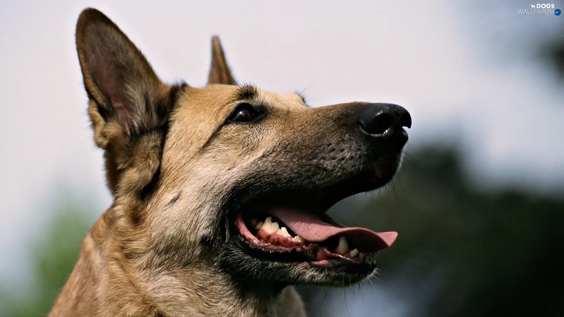 muzzle, Tounge, Dog