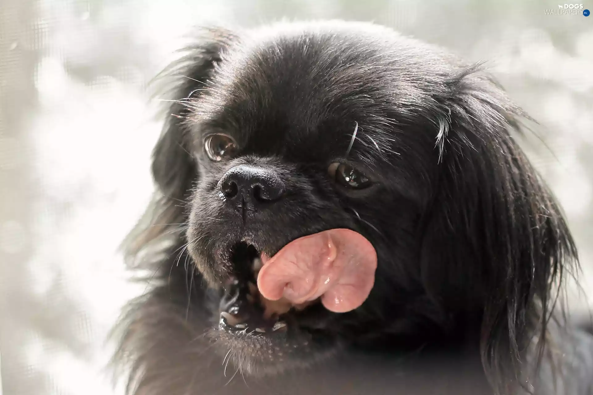 Tounge, dog, pekinese