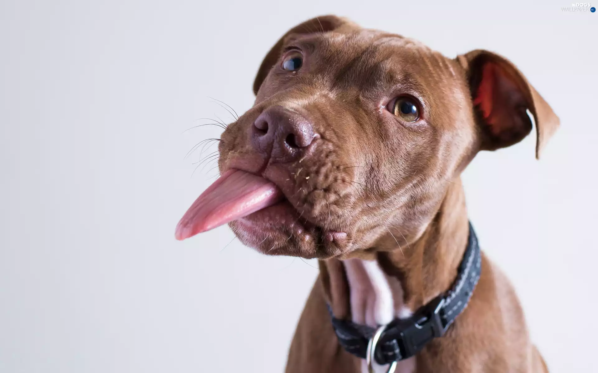 Pit Bull Terrier, Tounge