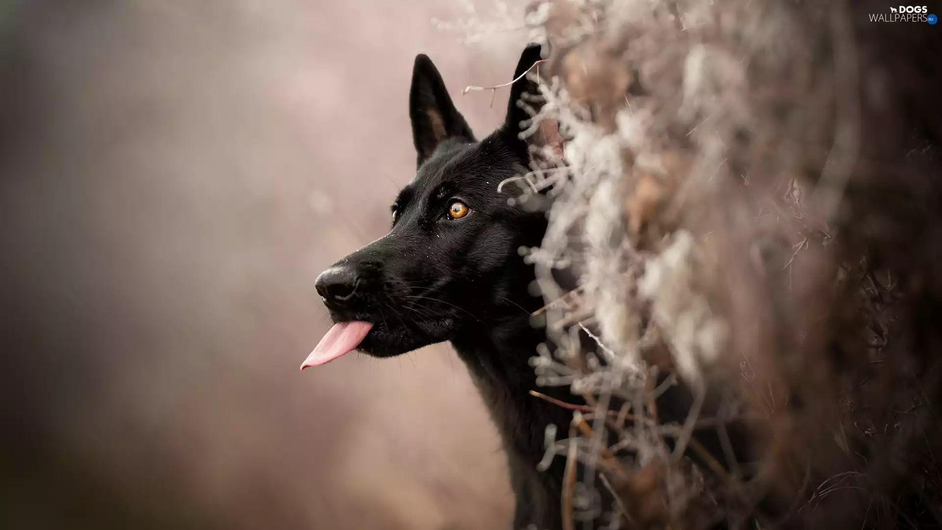 Tounge, Black German Shepherd Dog, fuzzy, muzzle, dog, Plants, background