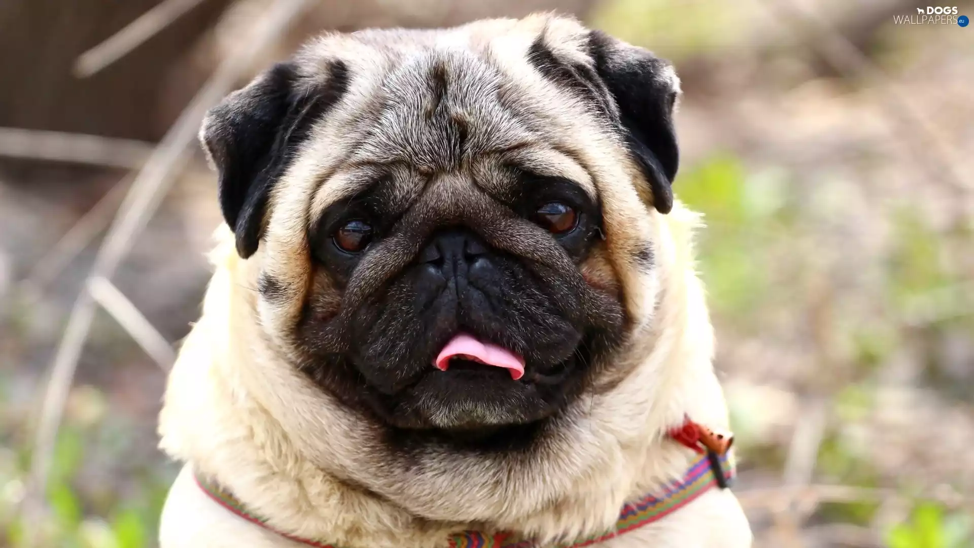 Tounge, dog, pug