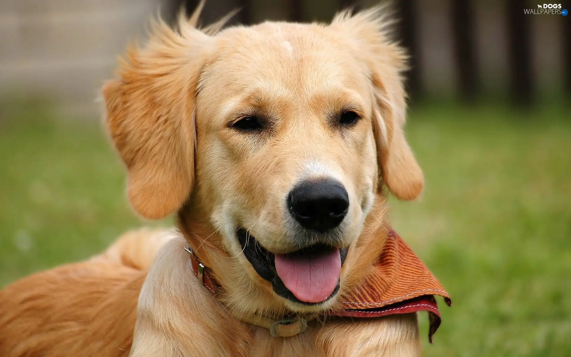 Tounge, dog-collar, ginger, Puppy, doggy