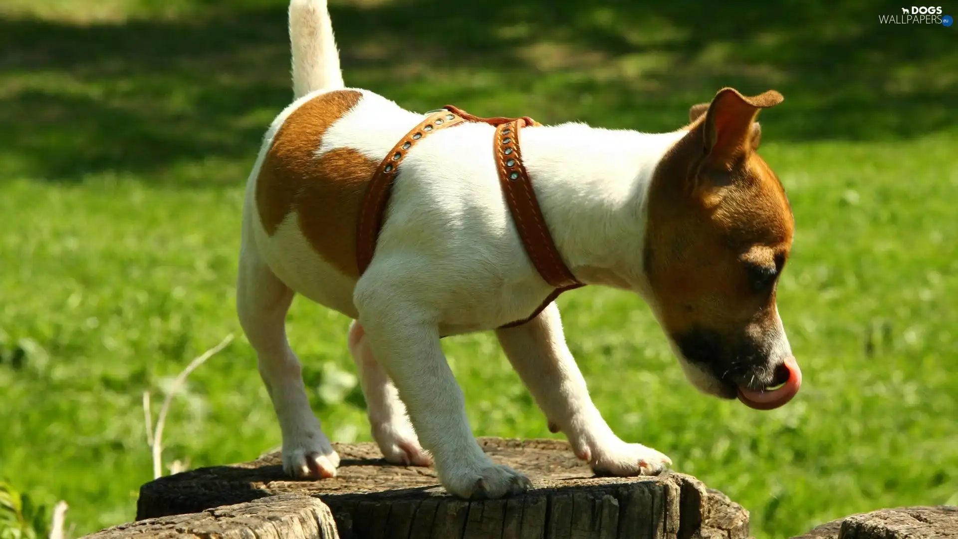 Tounge, trunk, Jack Russell Terrier