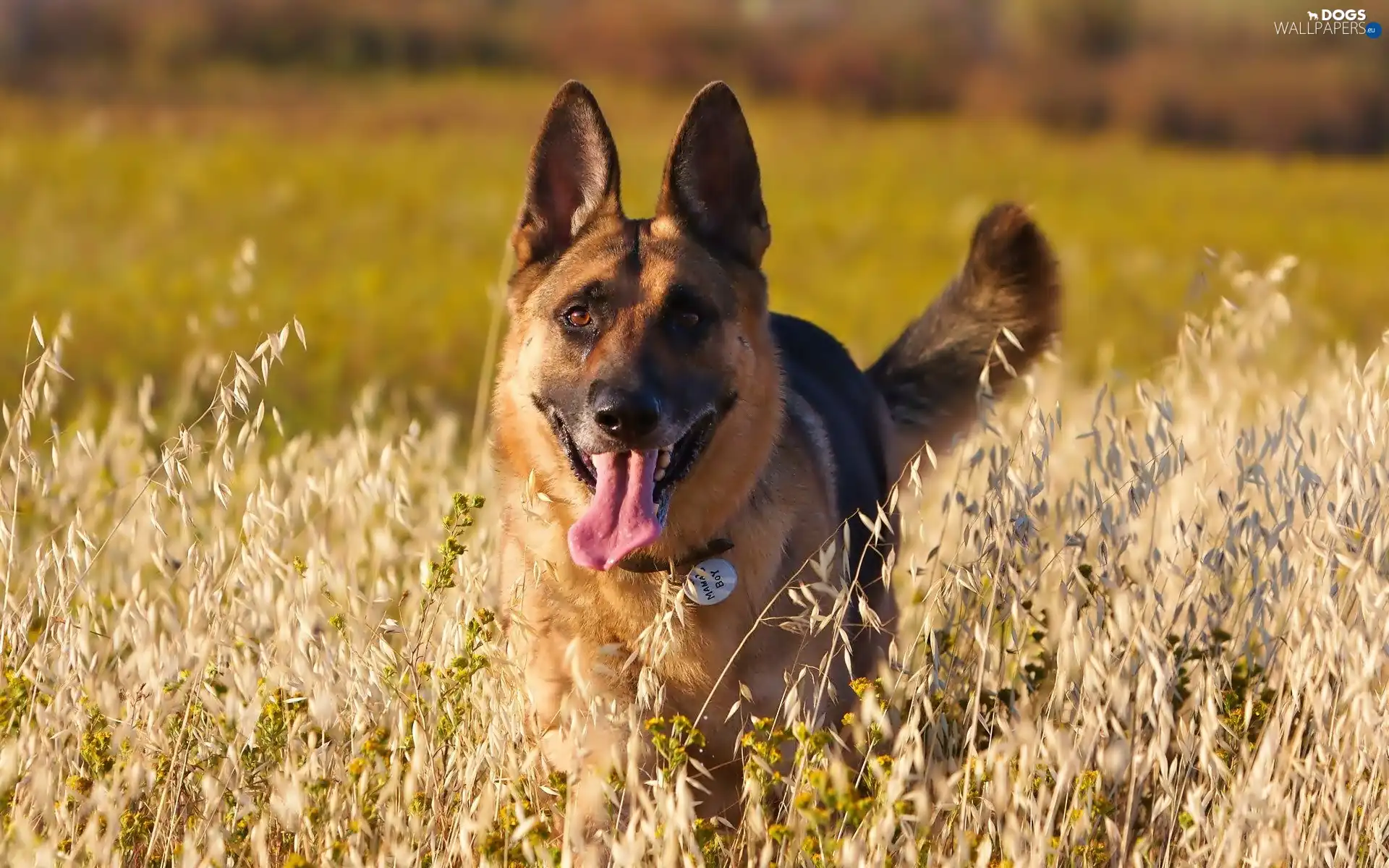 Tounge, dog-collar, sheep-dog