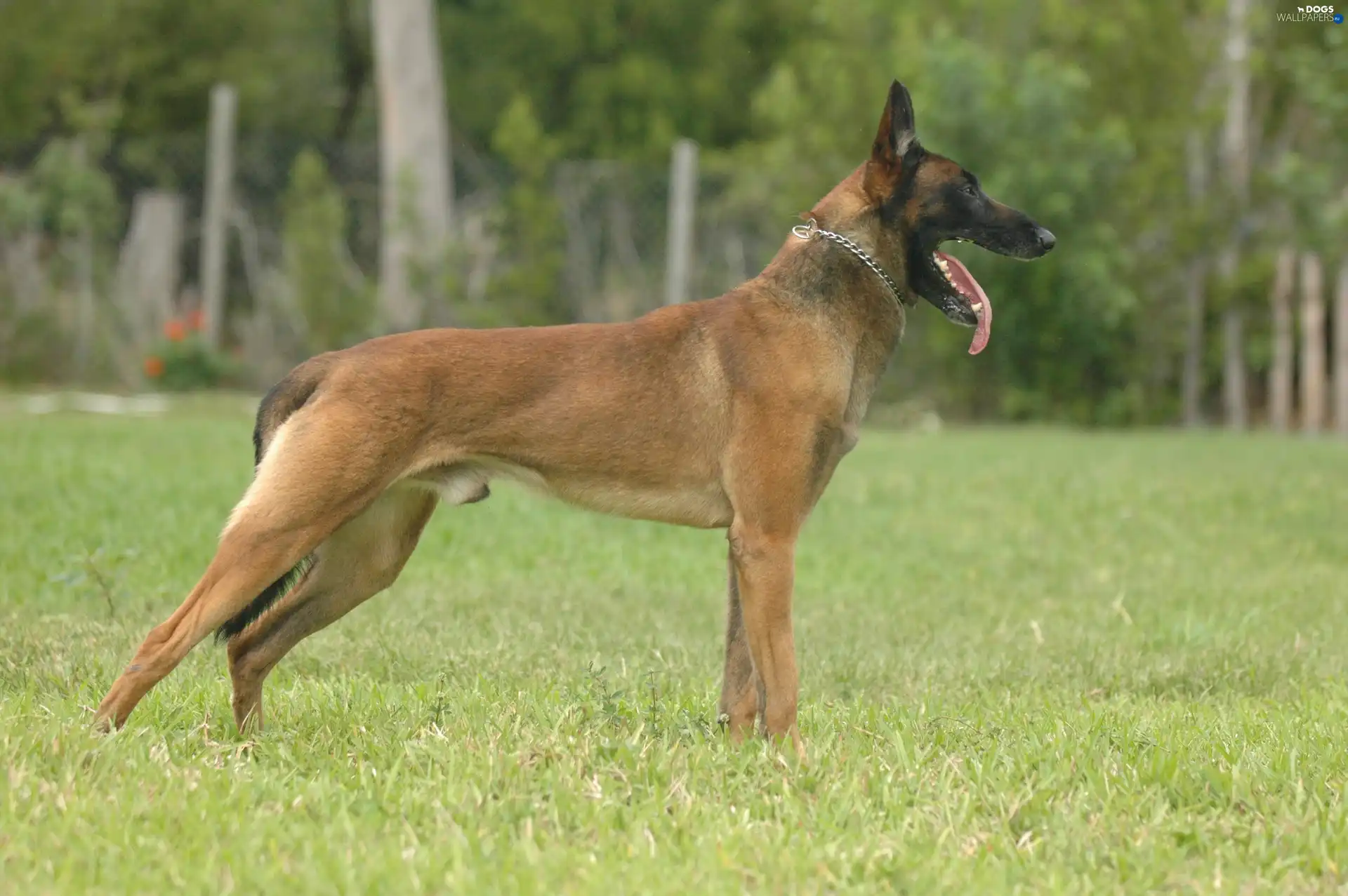 Tounge, Belgian Shepherd Malinois