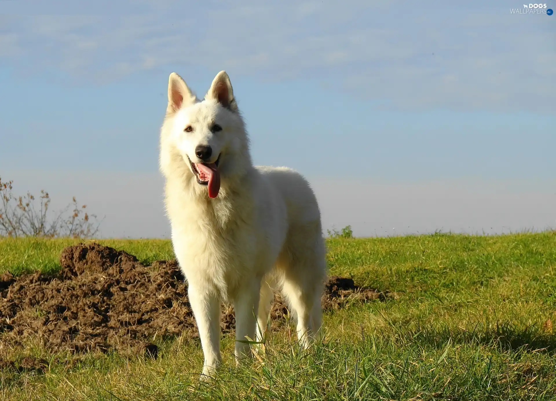 Tounge, grass, White Swiss Shepherd