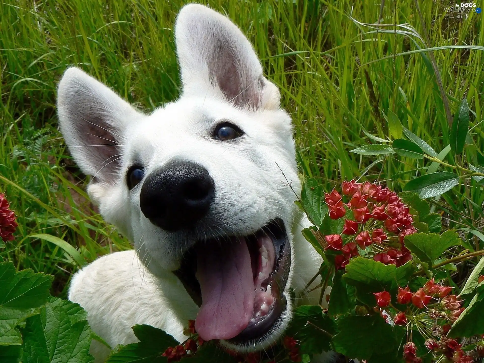 Tounge, mouth, White, green, Swiss Shepherd