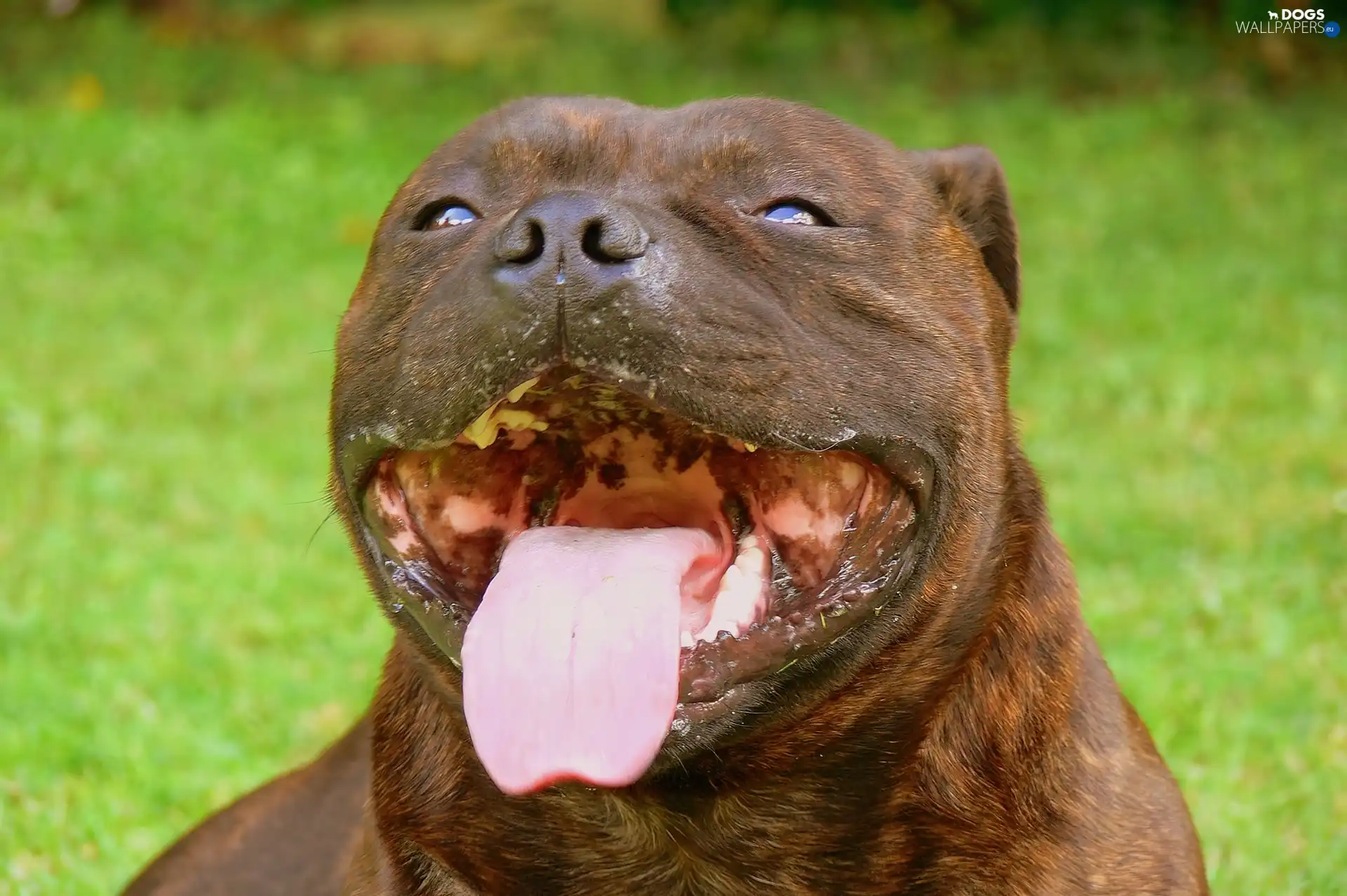 Tounge, Staffordshire Bull Terrier, mouth