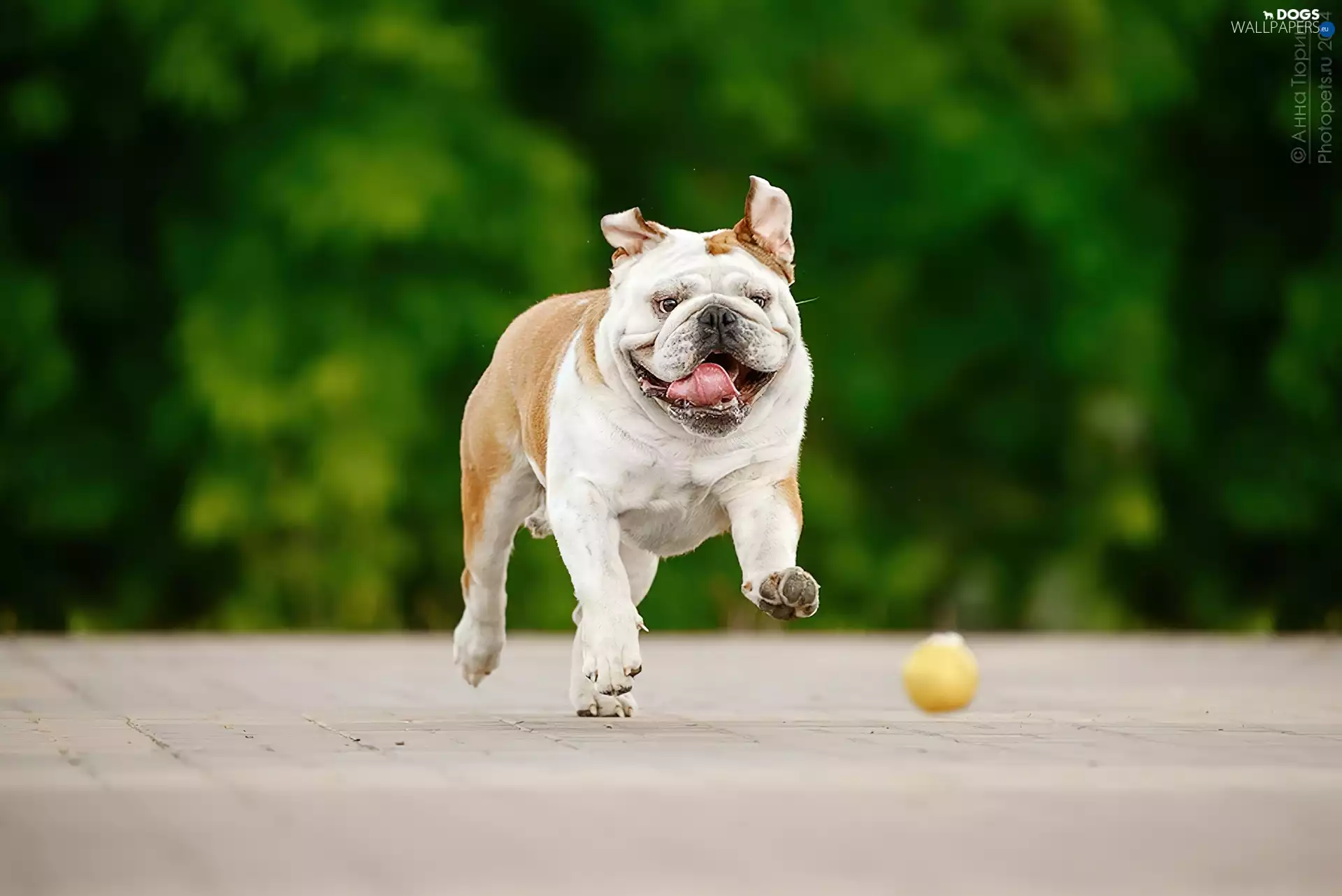 dog, Tounge, the ball, Buldog