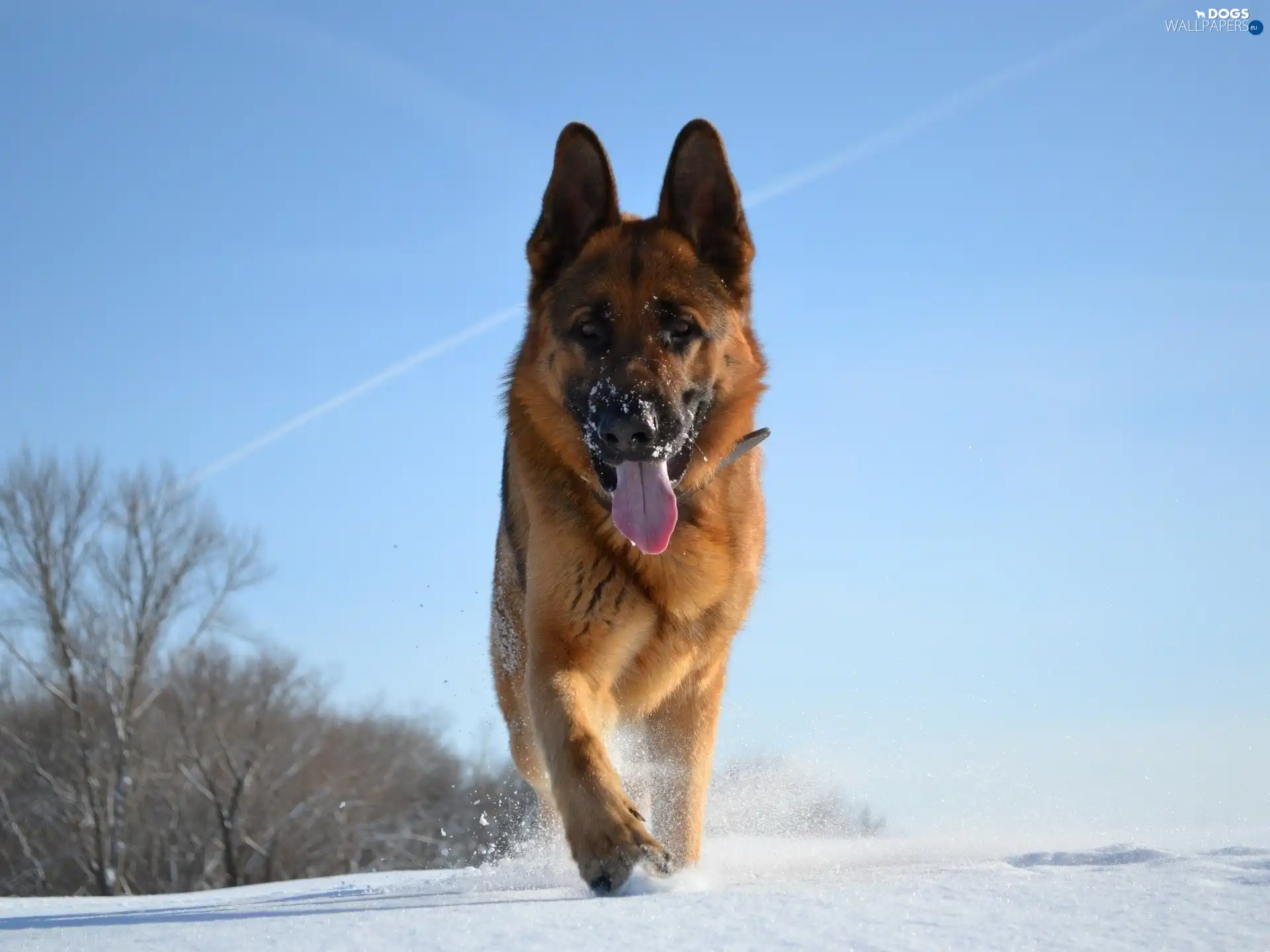 Sky, wander, trees, snow, sheep-dog, german, viewes, Tounge