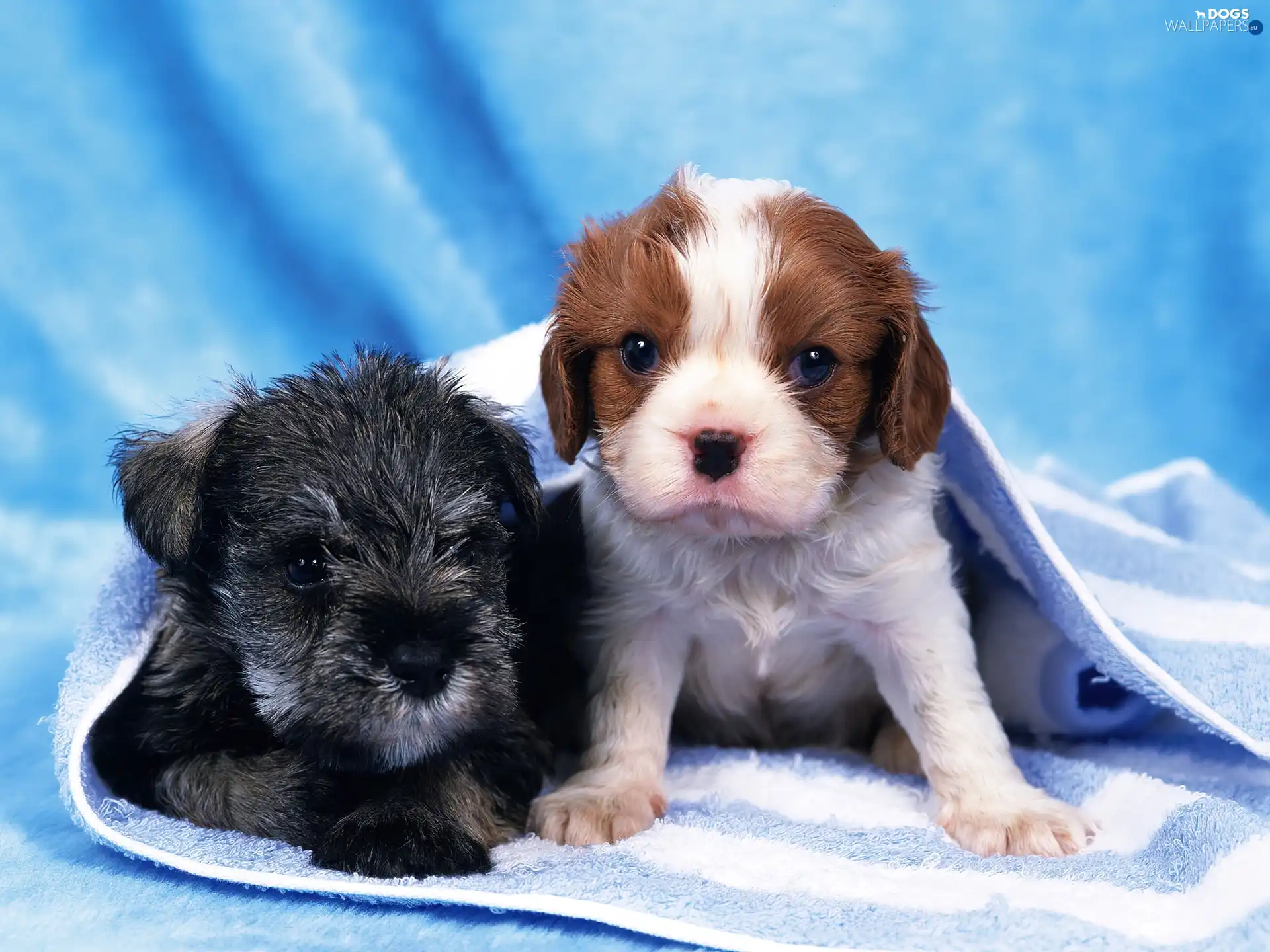 little doggies, puppies, Two cars