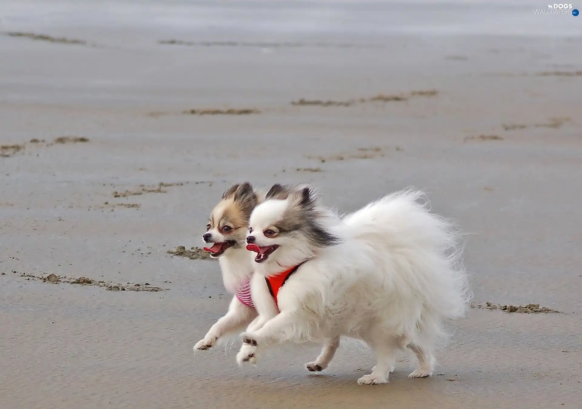 Toy Spitz, Beaches, puppies