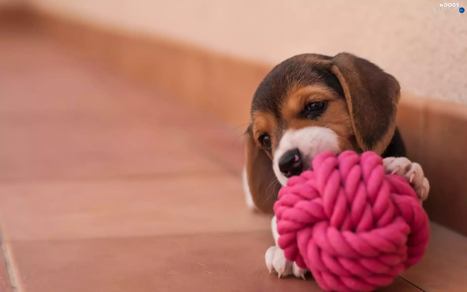 toy, puppie, Beagle