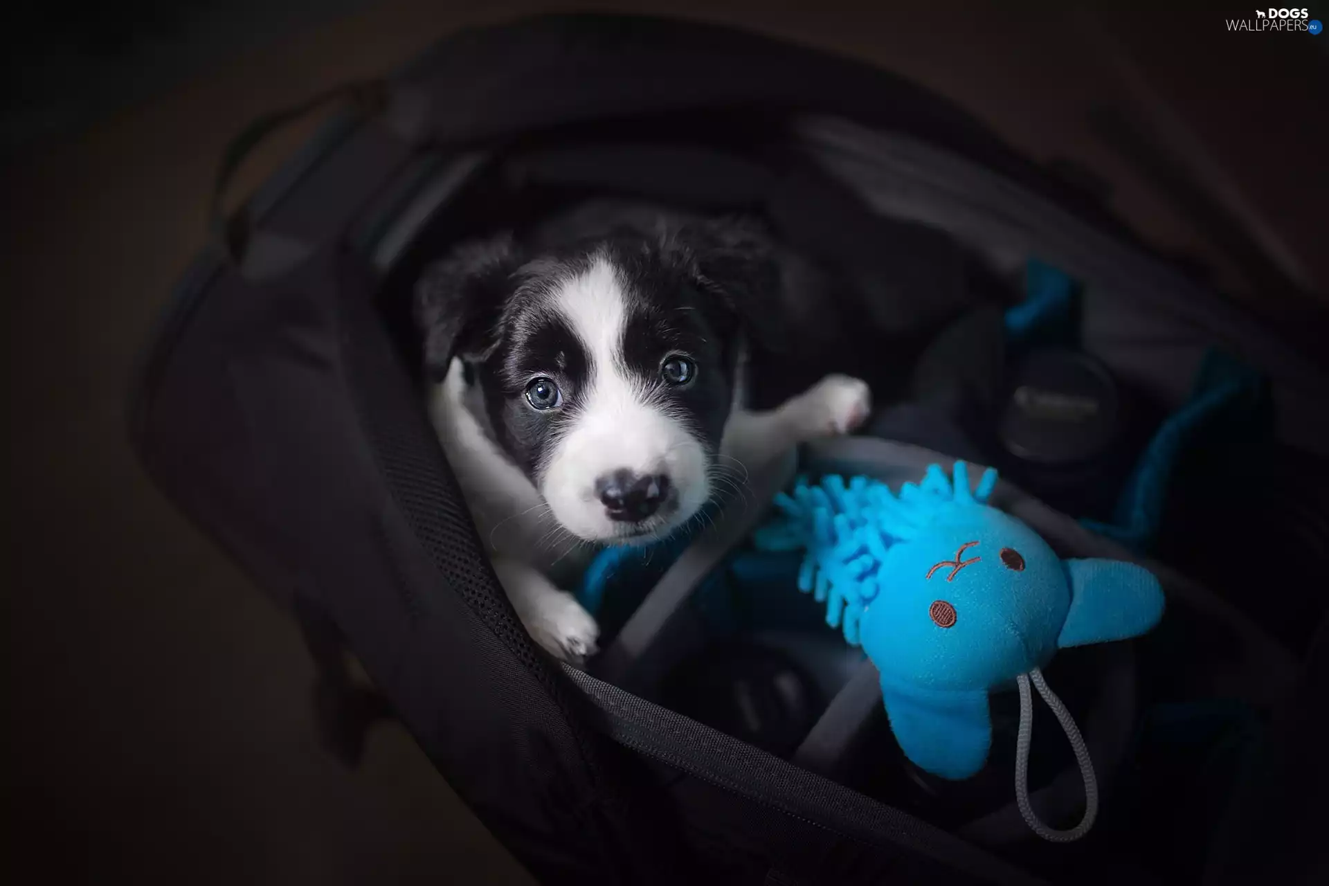 Puppy, bag, Blue, toy, Border Collie, dog