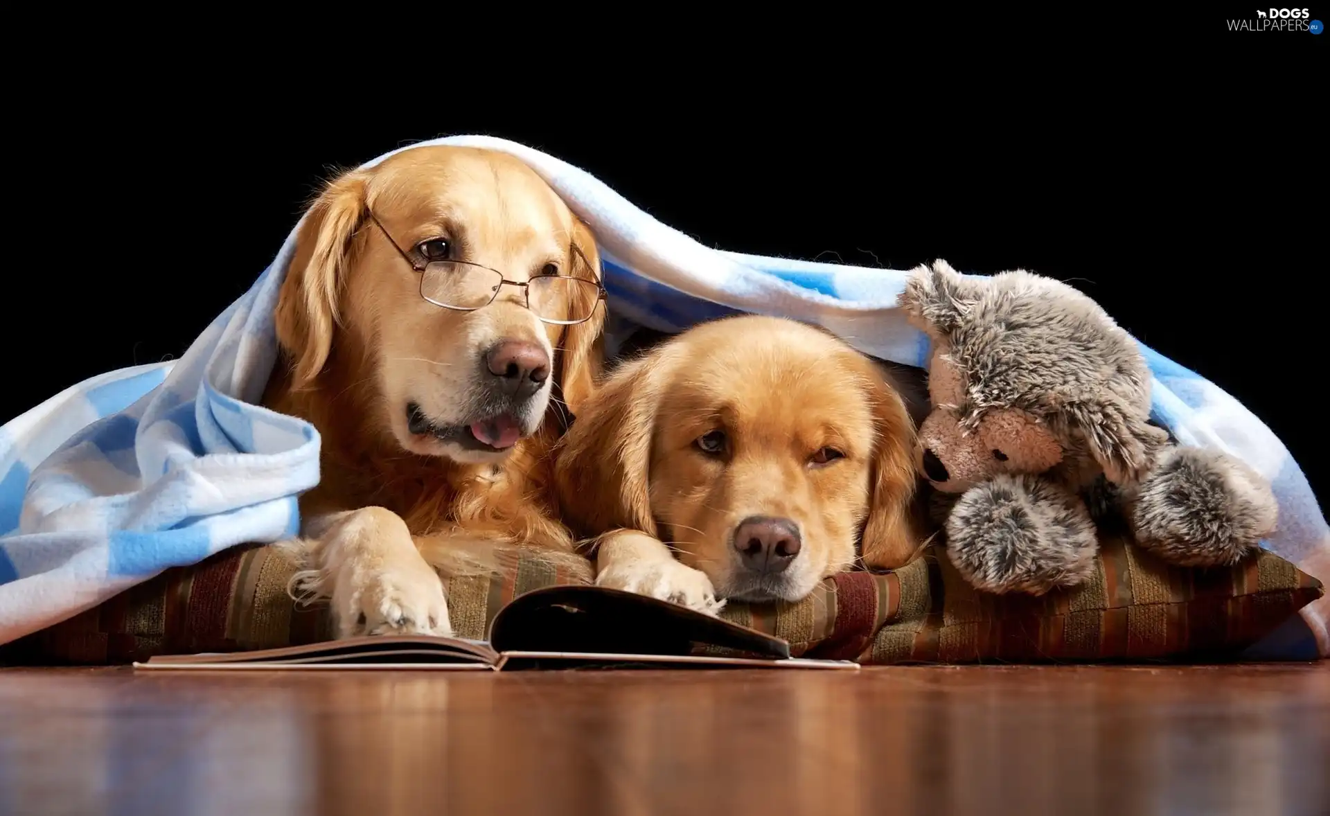 Book, toy, Two cars, Golden Retriever, Dogs
