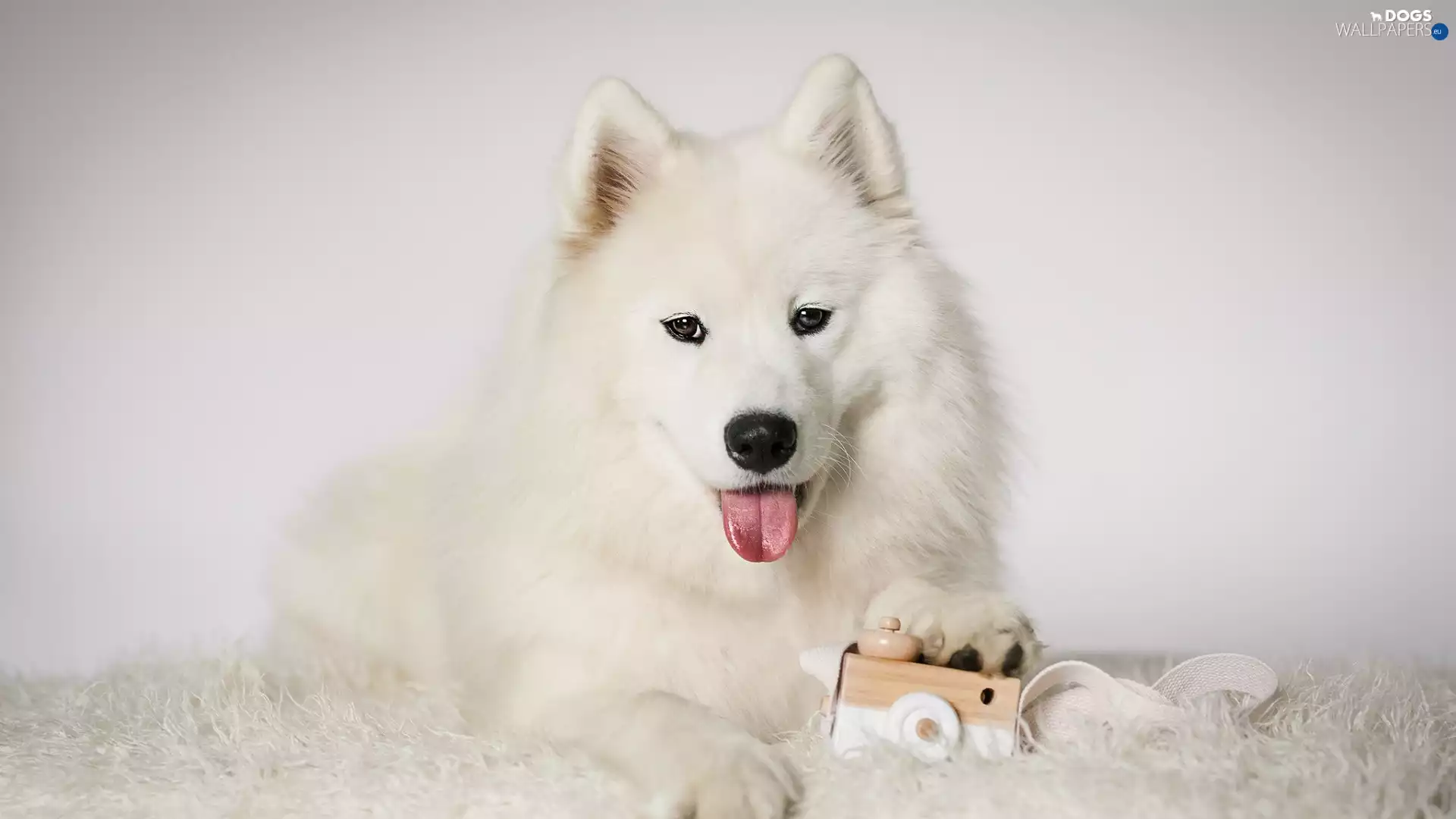 Samojed, White, muzzle, toy, Tounge, dog