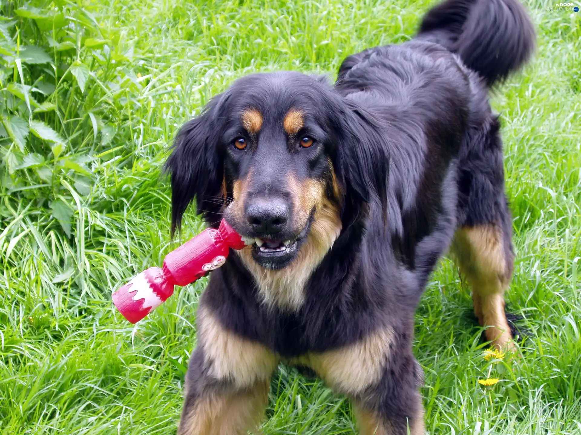 toy, Hovawart