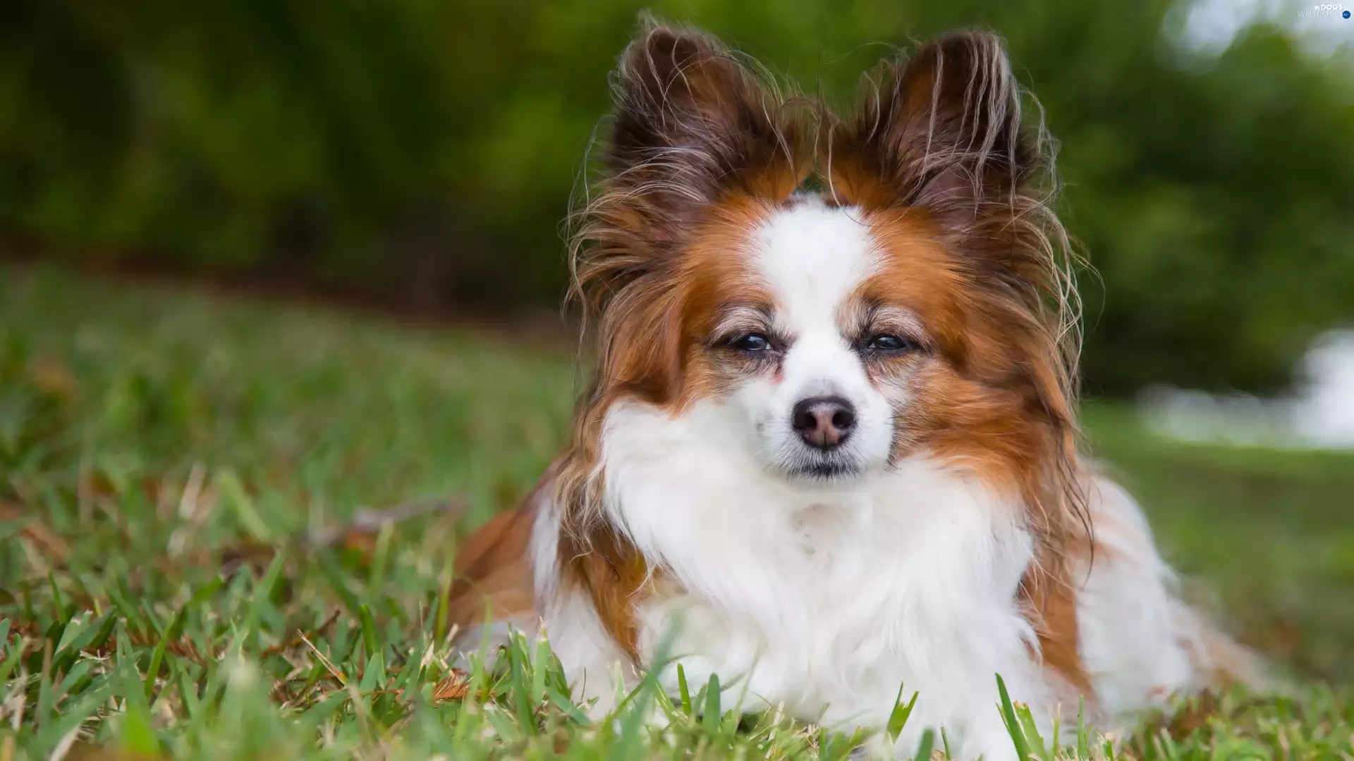 dog, Miniature Continental Toy Spaniel Papillon