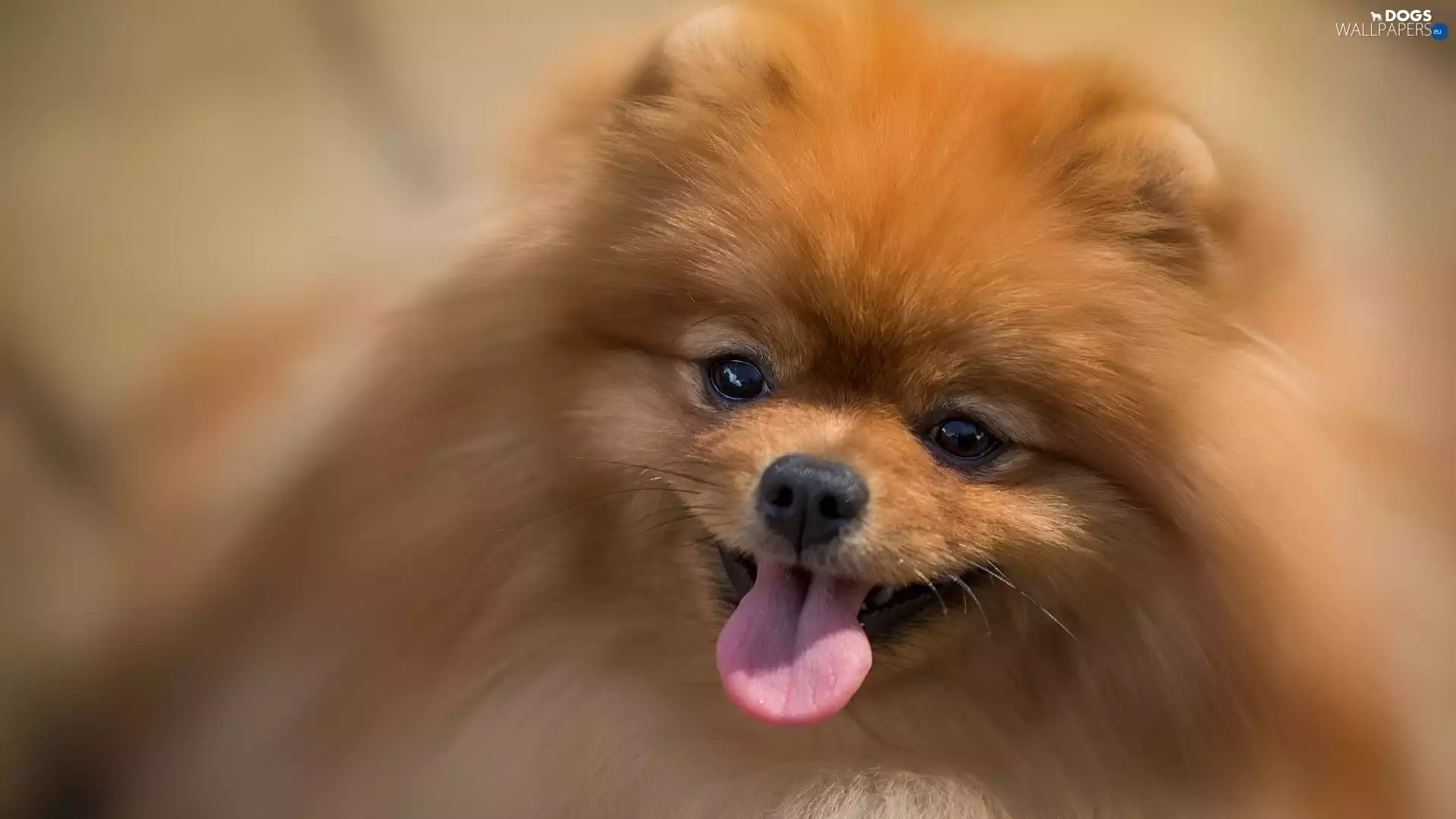 Toy Spitz, Pomeranian