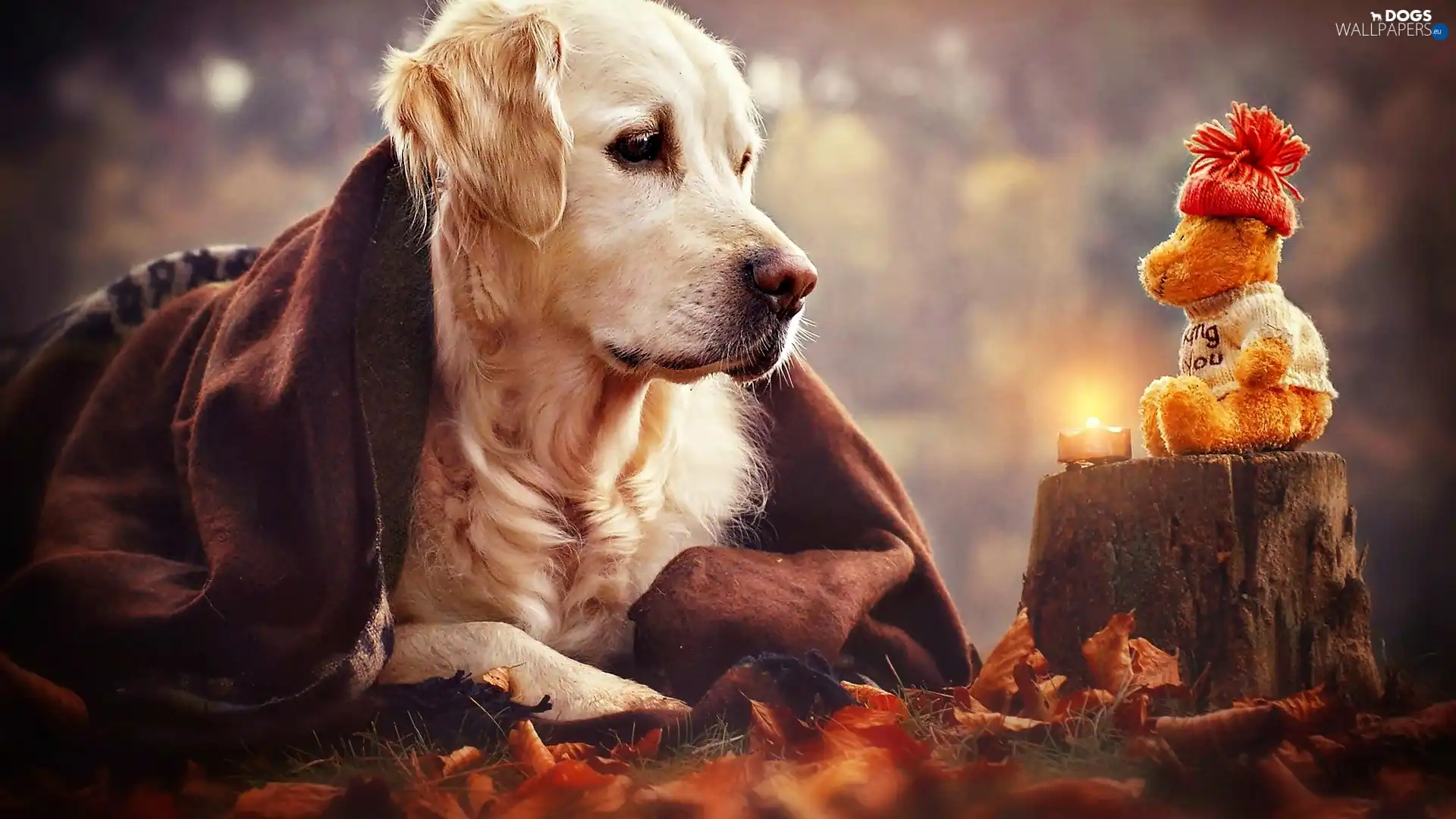 Candle, toy, teddy bear, dog, trunk, Golden Retriever