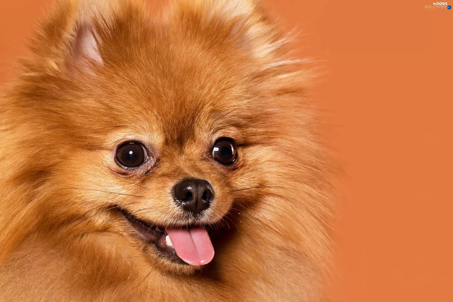 dog, Toy Spitz, Pomeranian, ginger
