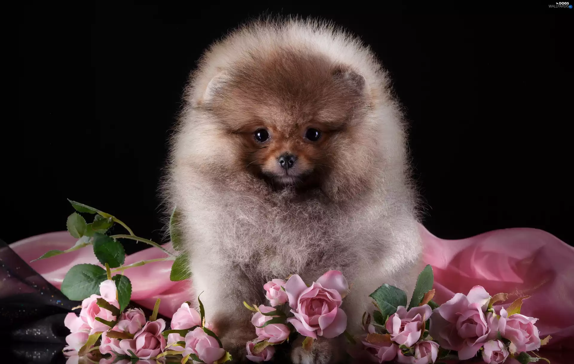 dog, Toy Spitz, roses, Puppy