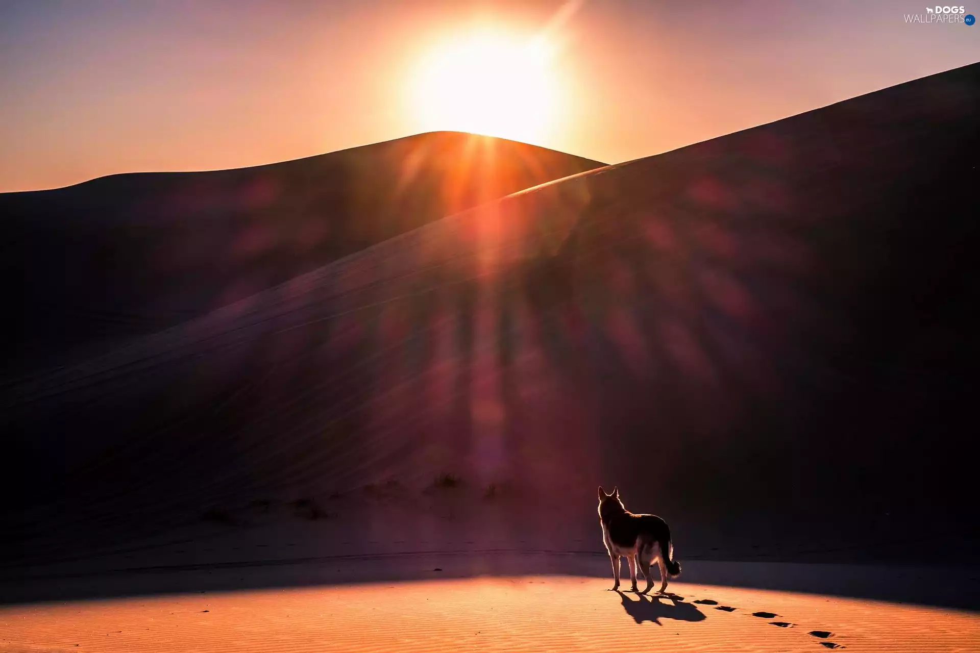 dog, west, Sand, traces, Mountains, sun