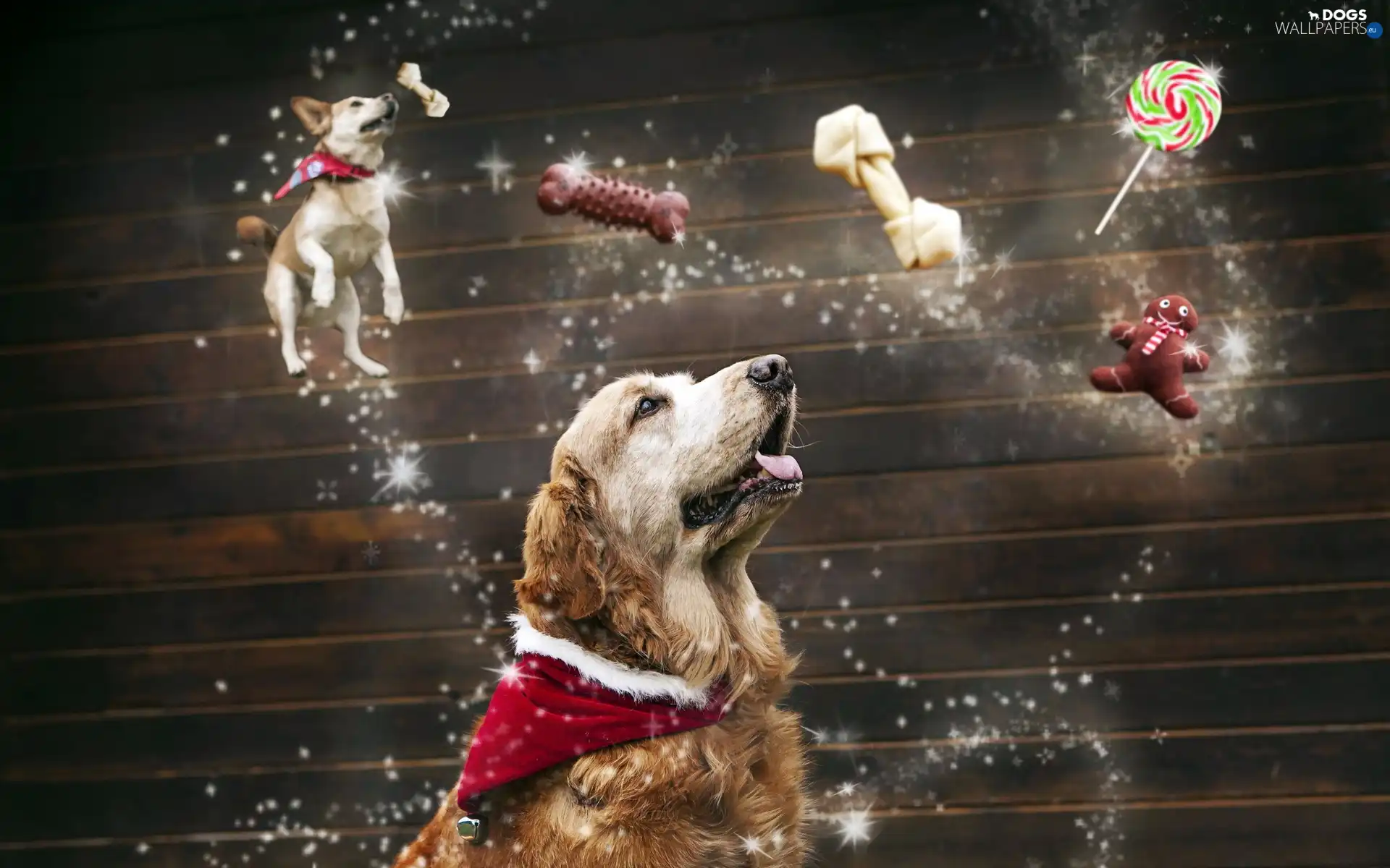 Treats, Nicholas, dog, Hat