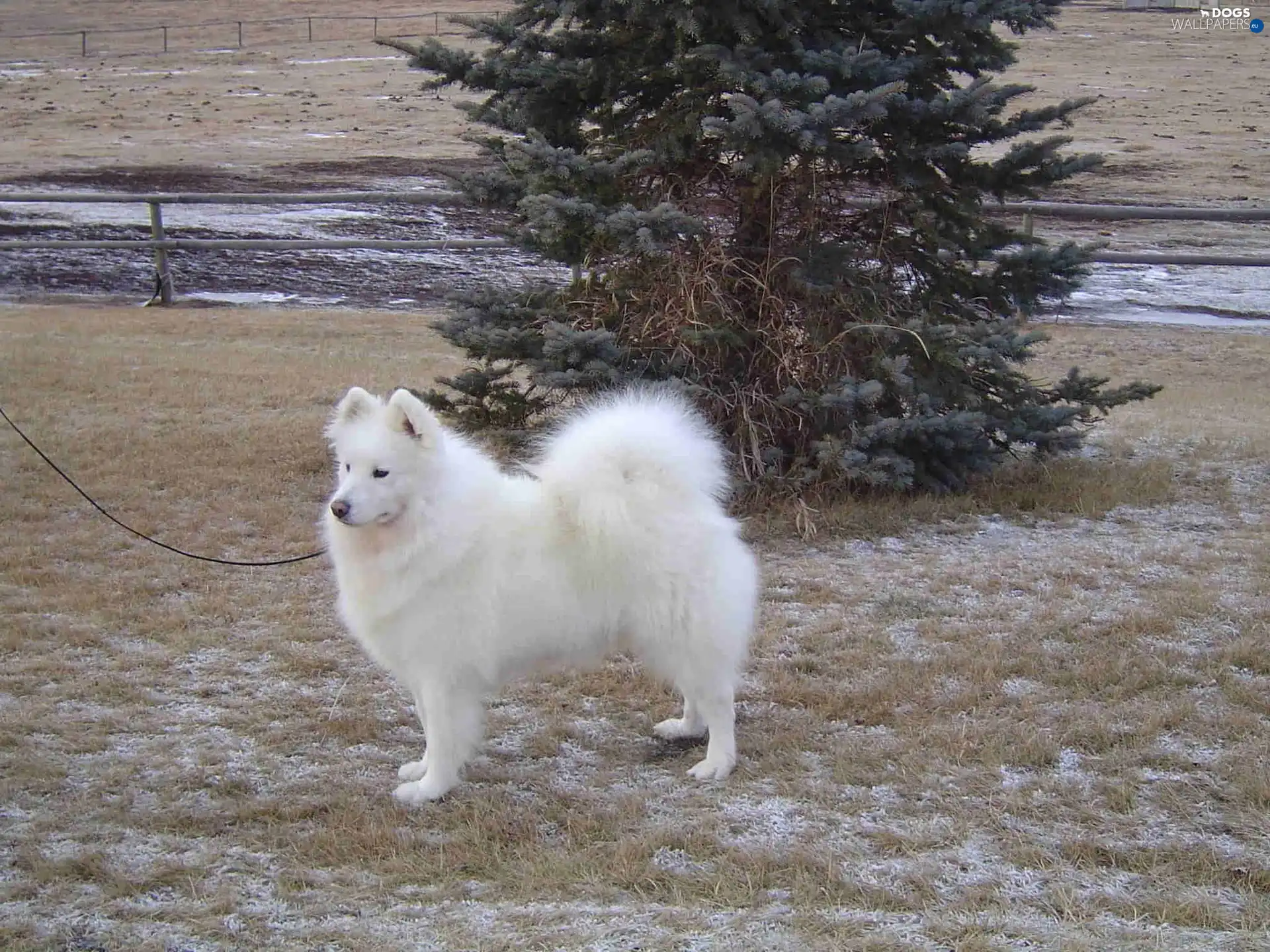 christmas tree, Samojed