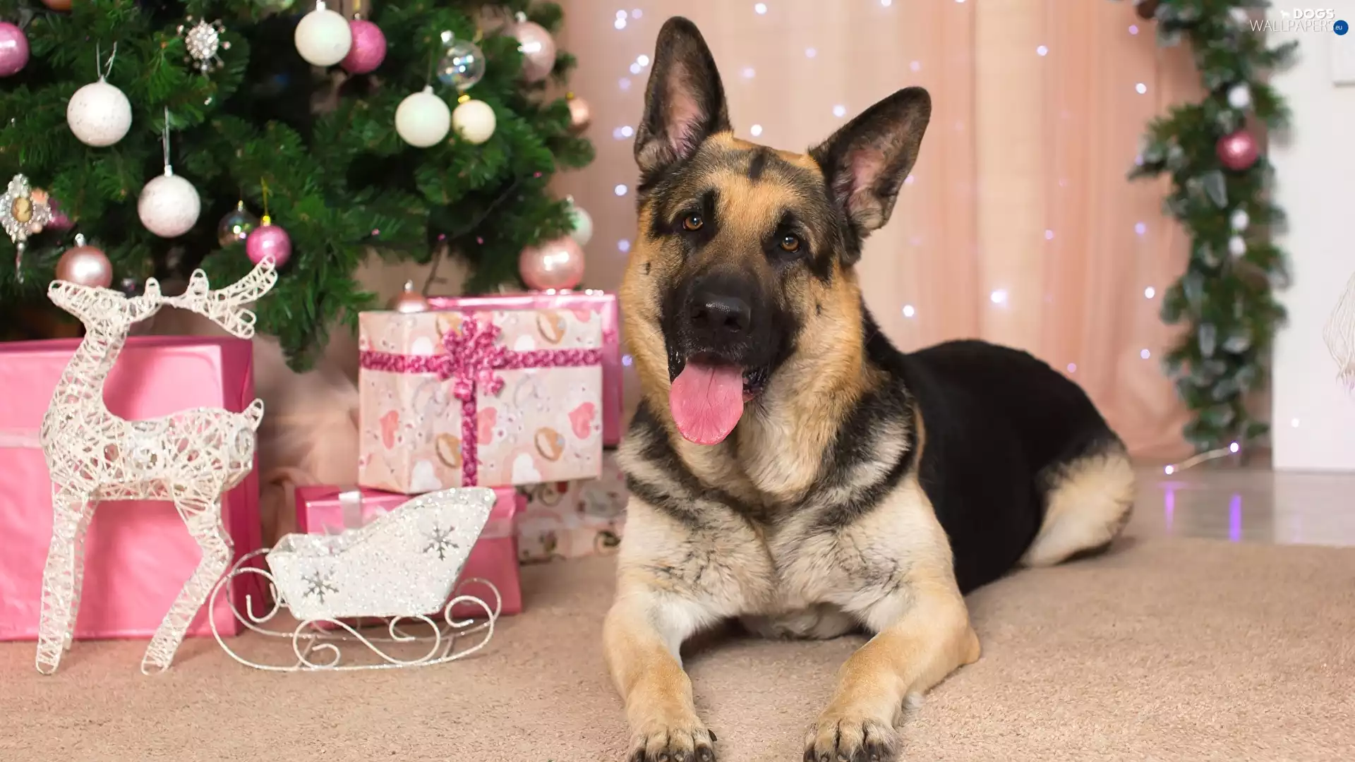 dog, gifts, christmas tree, German Shepherd