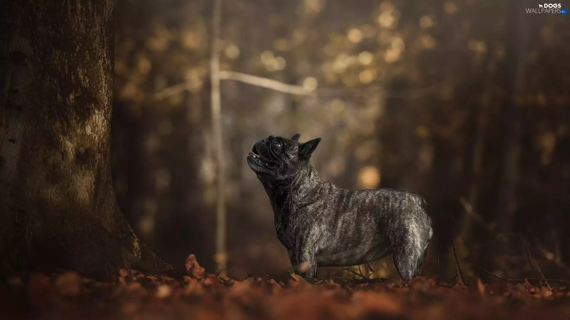 dog, trees, Bokeh, French Bulldog