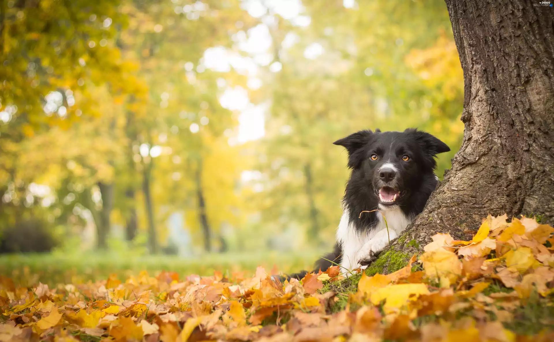 Border Collie, autumn, trees