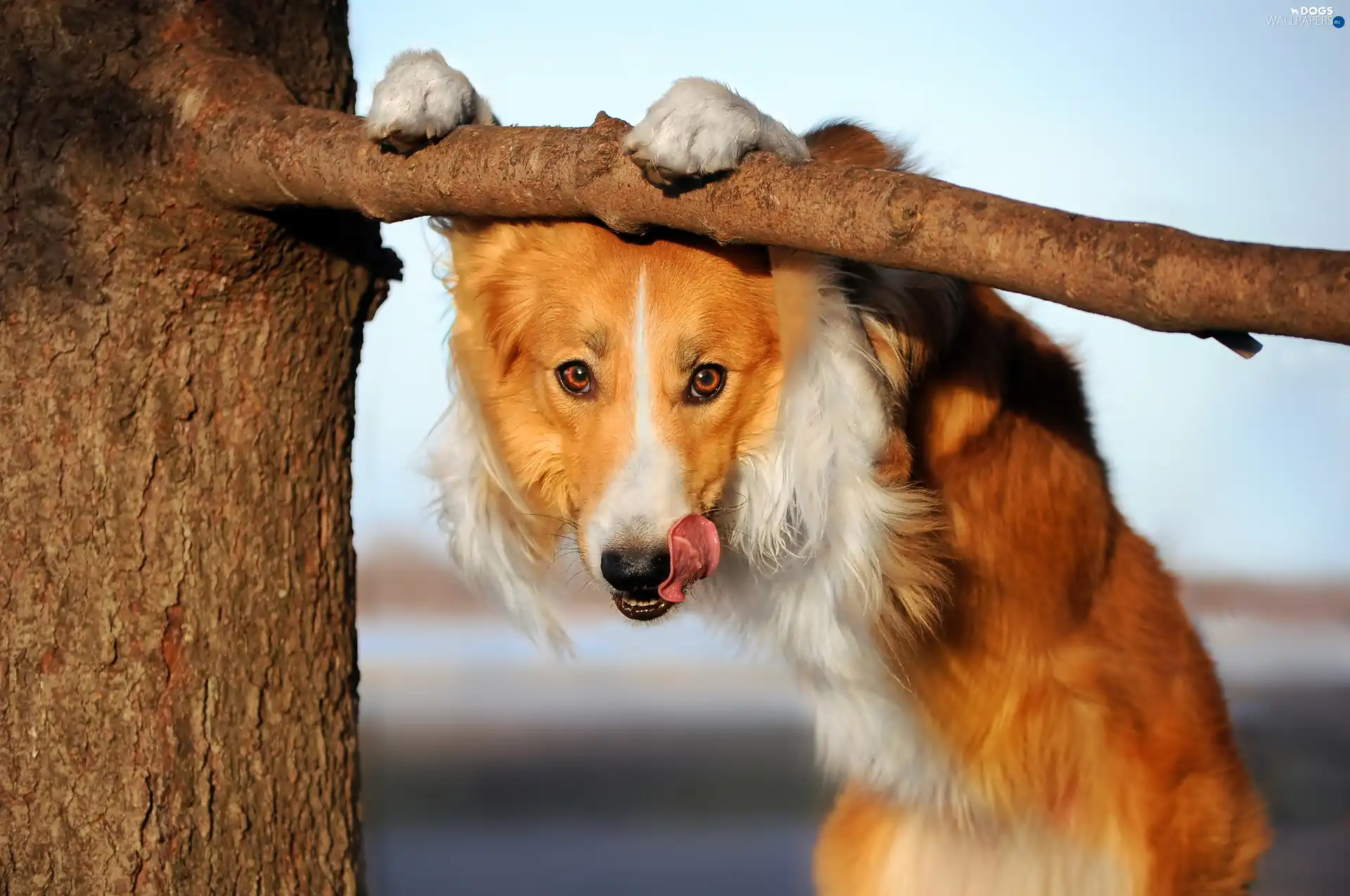trees, Tounge, dog, Border Collie