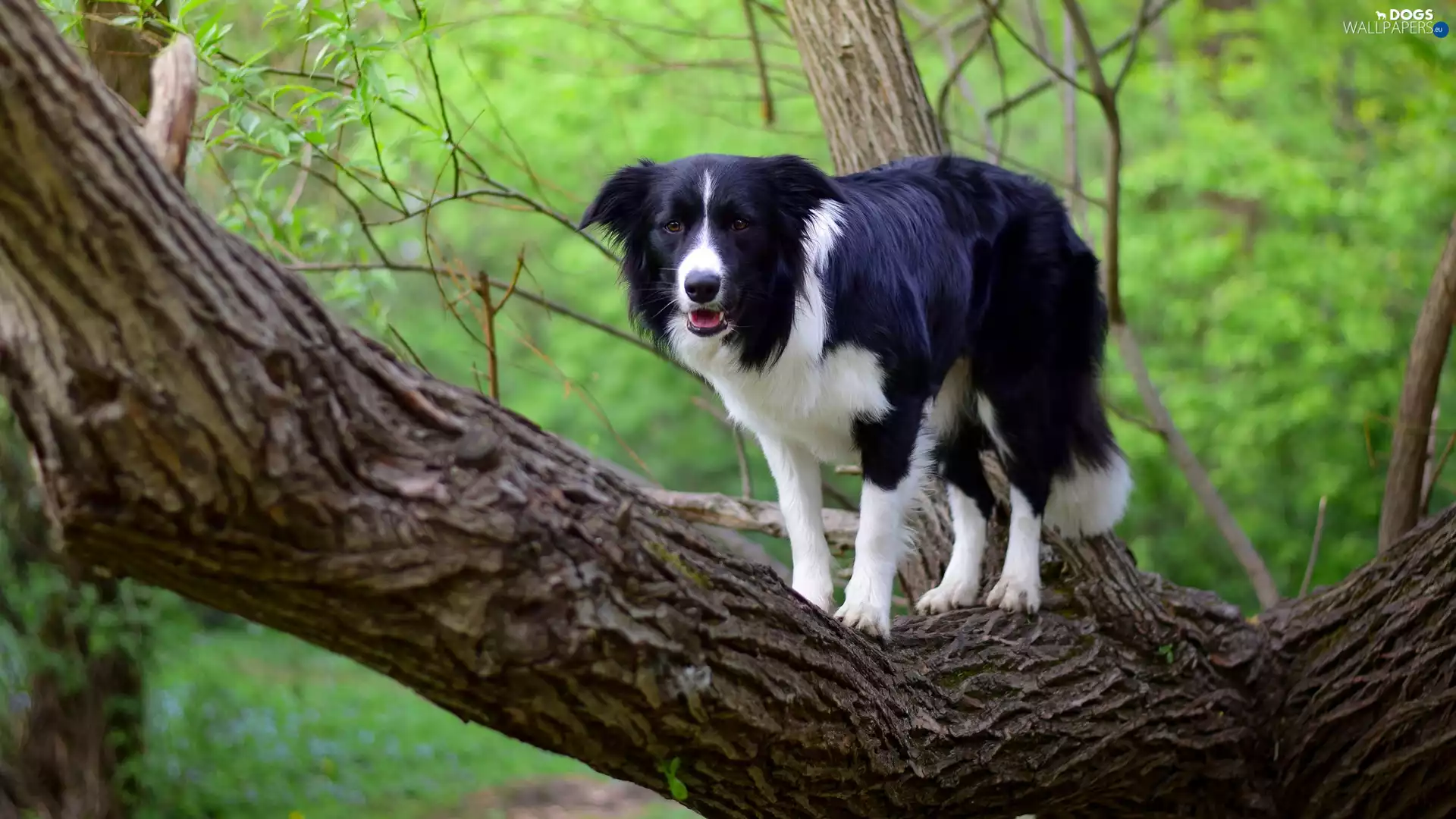 trees, dog, Twigs, Leaf, Lod on the beach, Border Collie