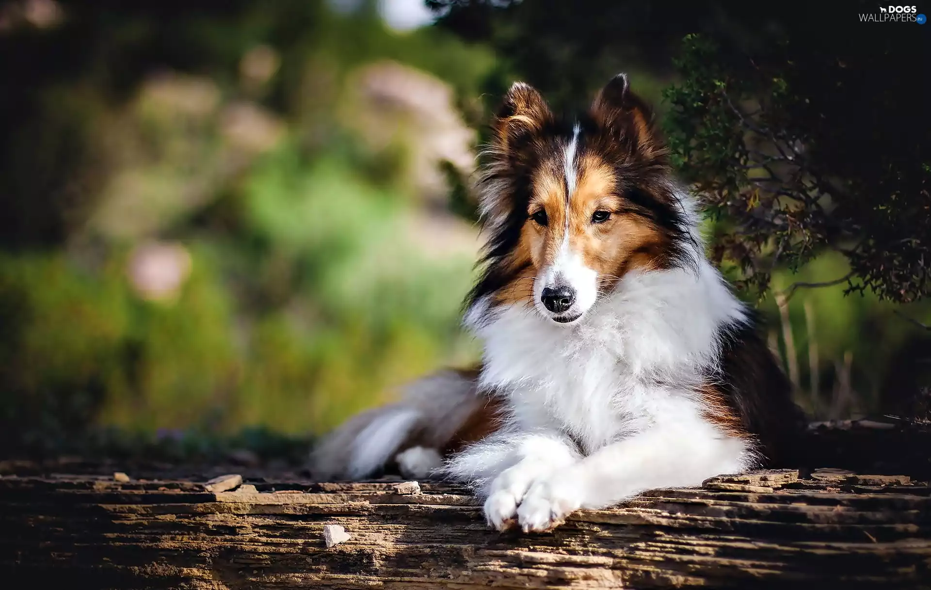 Collie rough, dog, trees