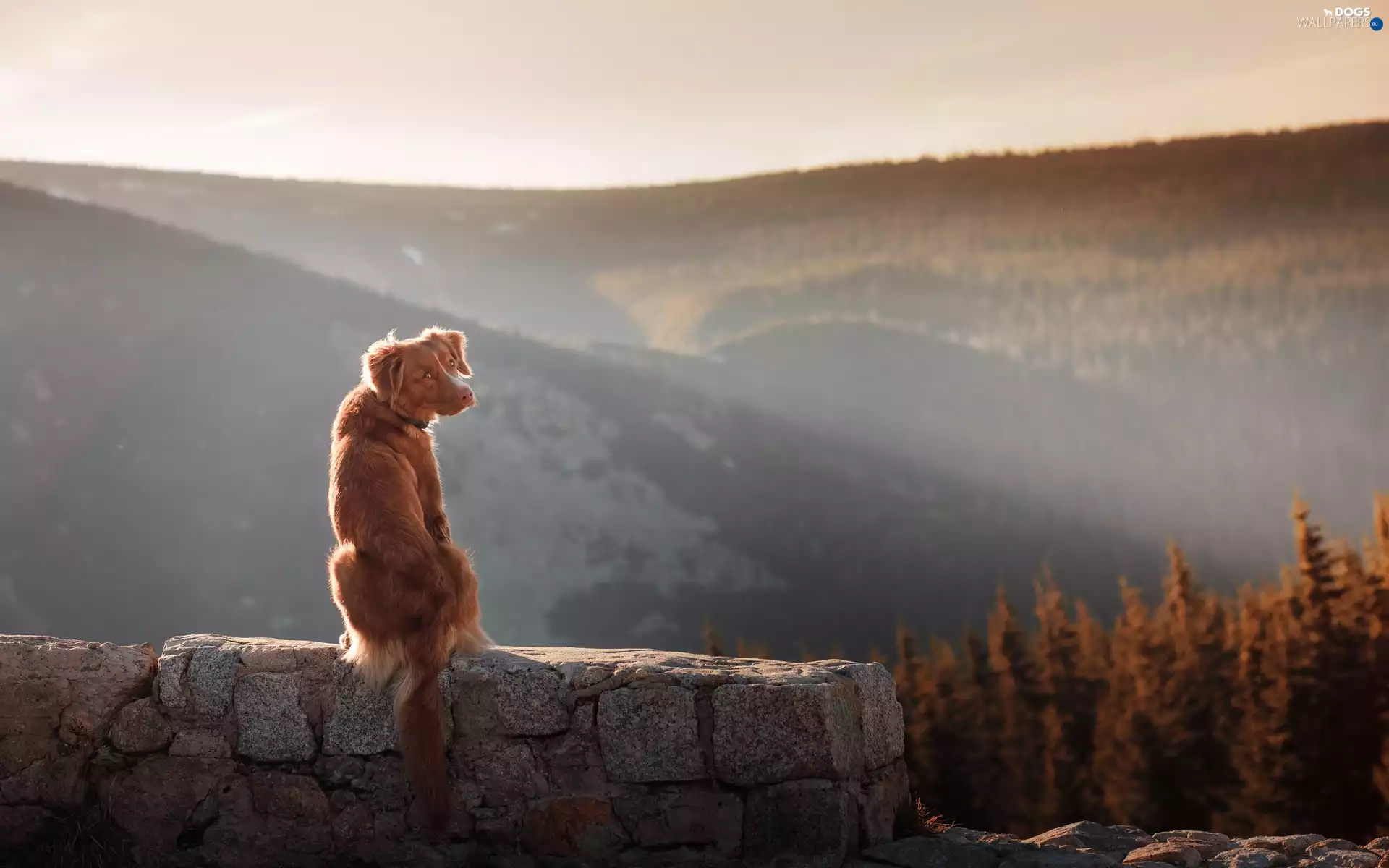 viewes, Mountains, dog, Retriever Nova Scotia, ledge, trees