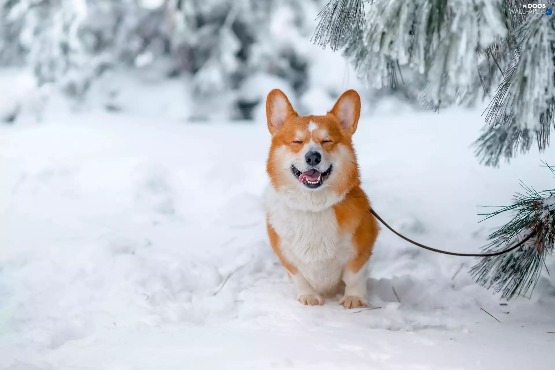 viewes, winter, forest, trees, Welsh corgi pembroke