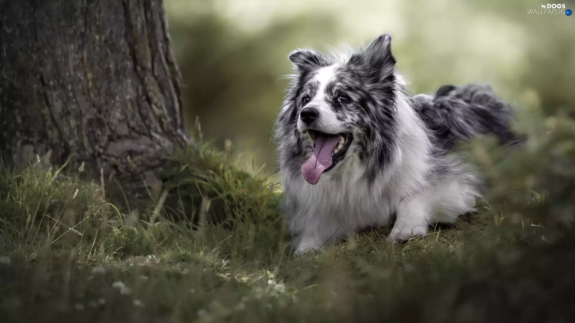 grass, Border Collie, trees
