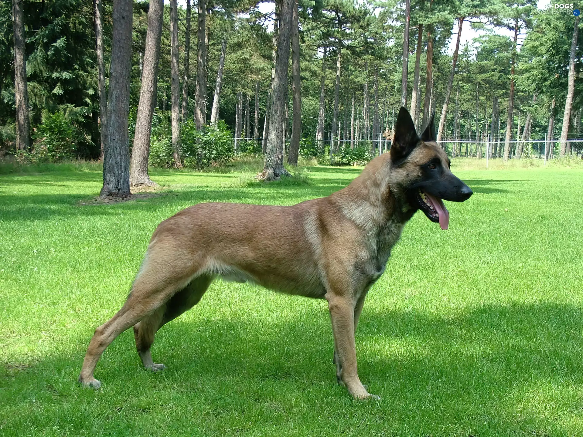 Belgian Shepherd Malinois, trees, viewes, grass