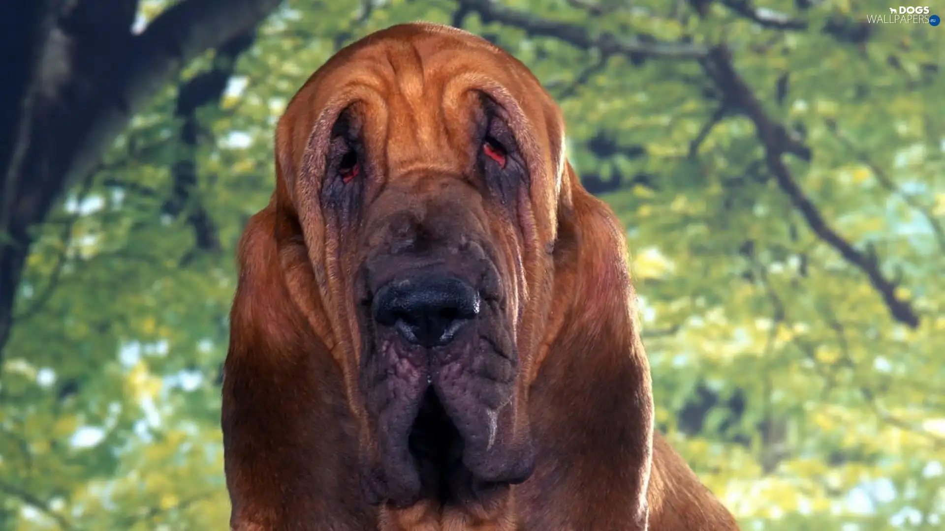 green, trees, Bloodhound