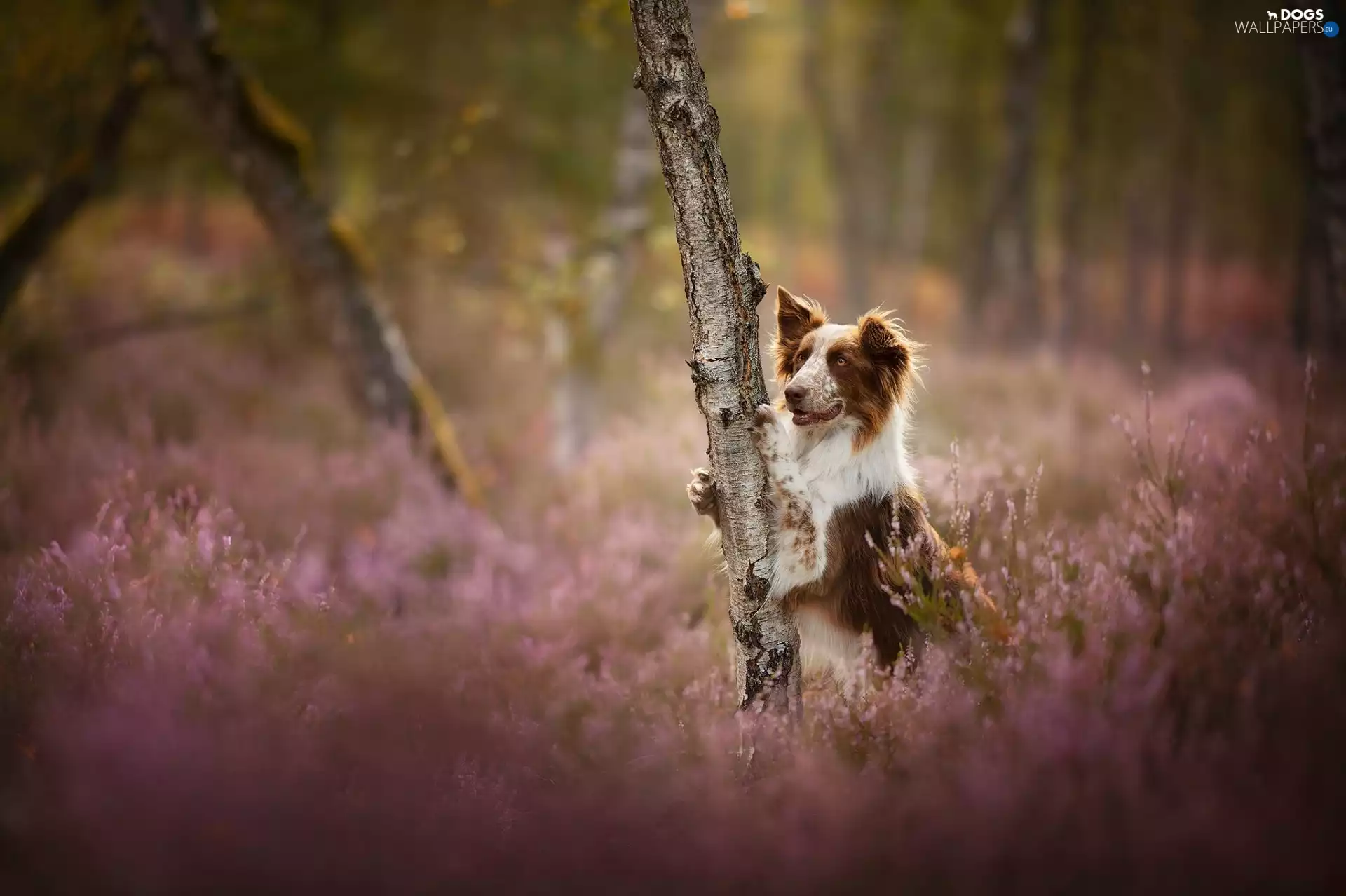 dog, trees, heathers, Border Collie