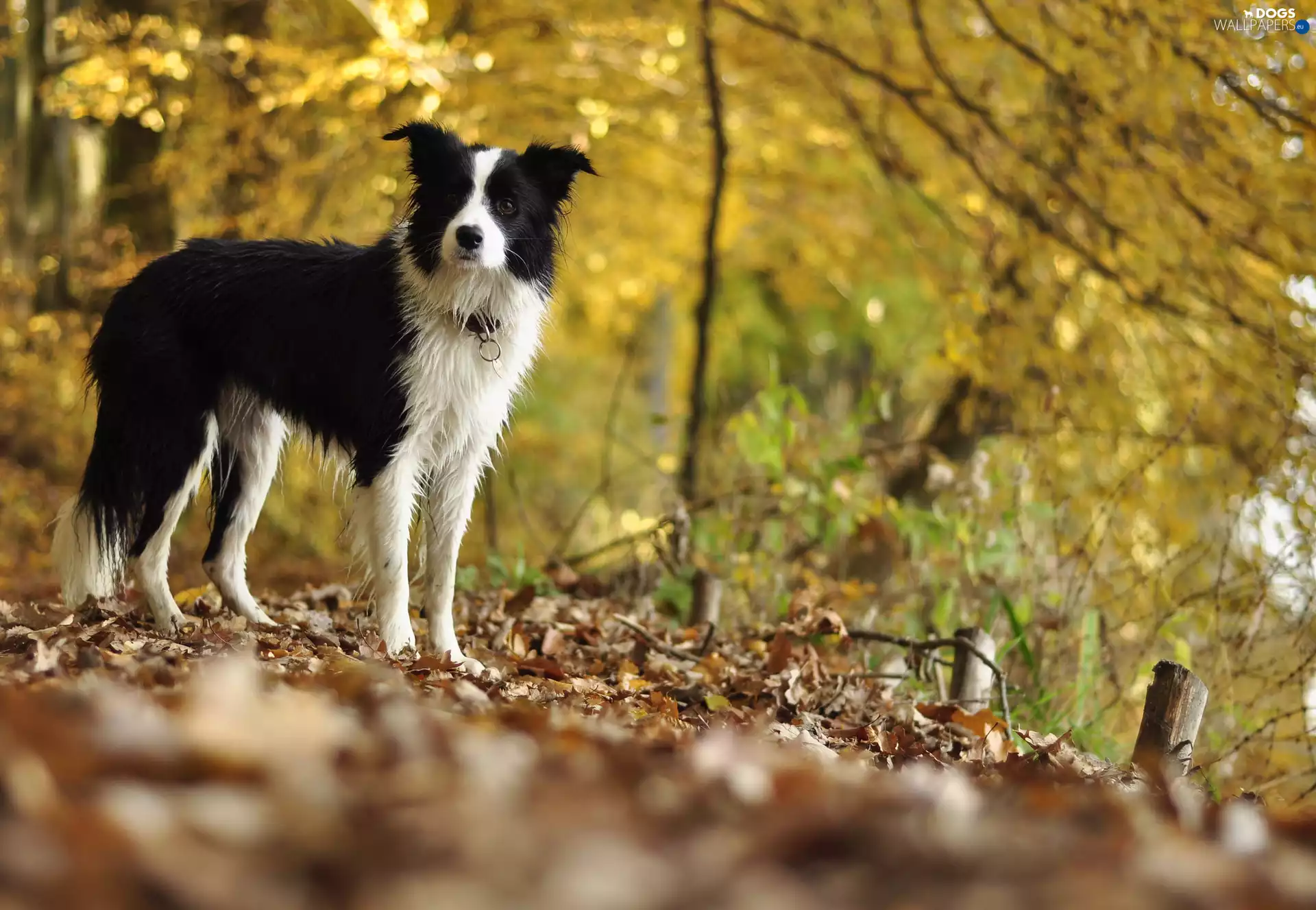 trees, viewes, car in the meadow, Leaf, Border Collie
