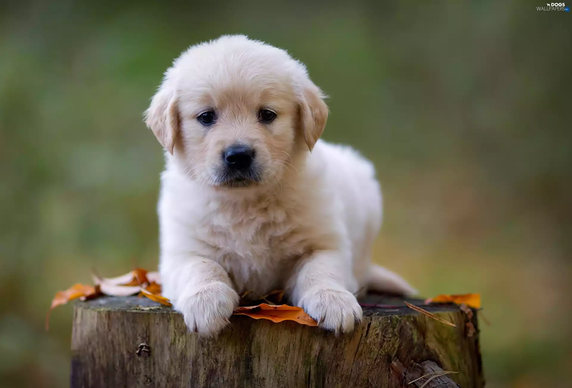 golden, retriever, Leaf, trunk, viewes, puppie, honeyed, trees
