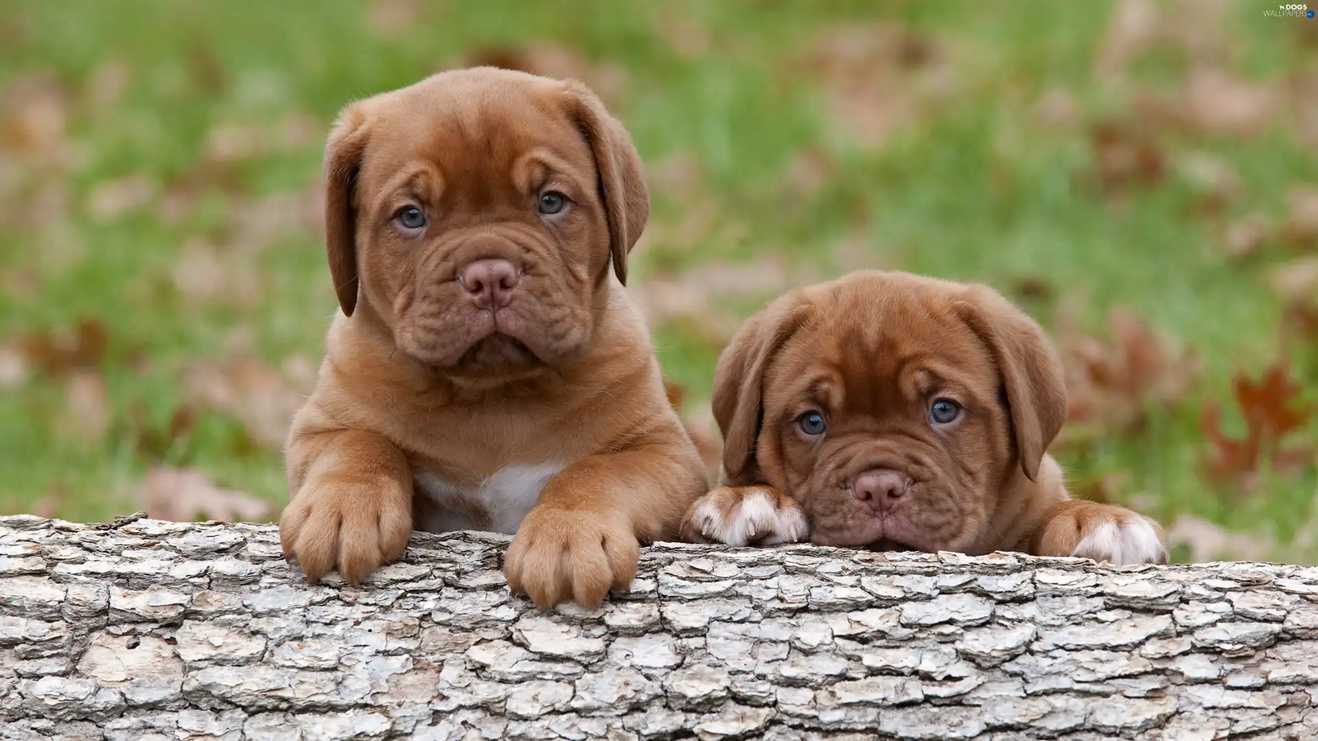 little doggies, Great Danes de Bordeaux, Two cars