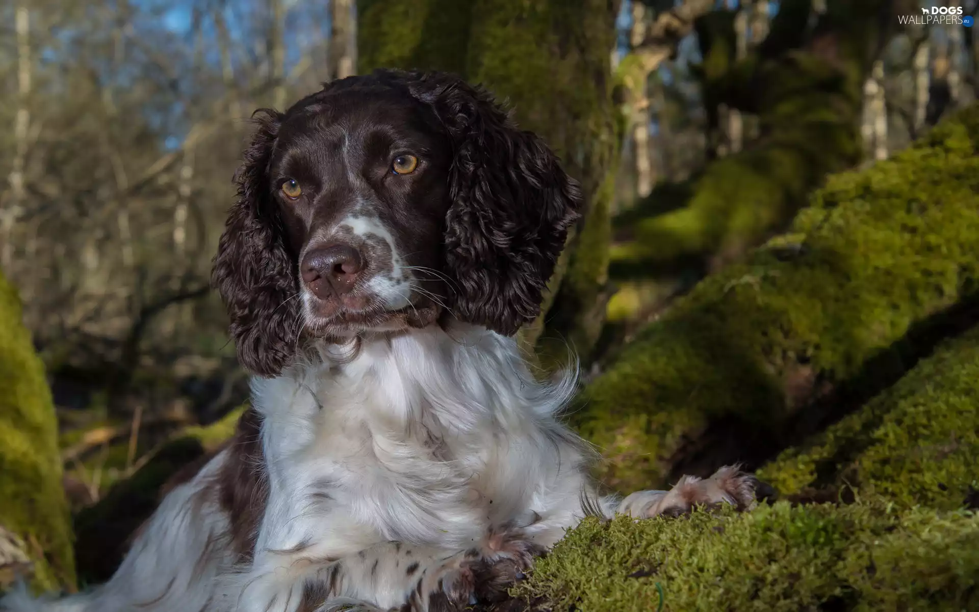 viewes, Moss, muzzle, trees, English Springer Spaniel